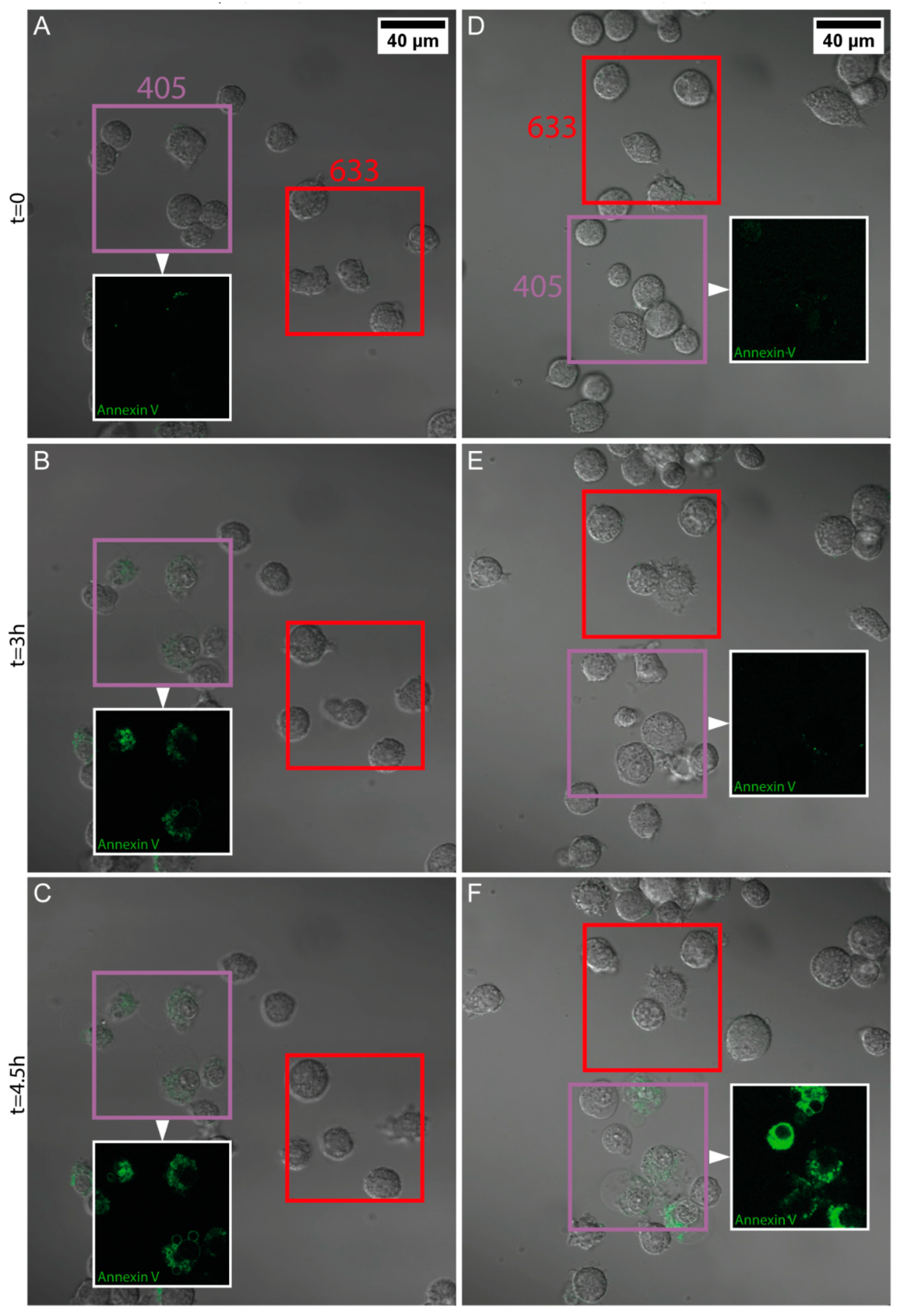 Nanomaterials 08 01065 g003 Nanomaterials 08 01065 g003
