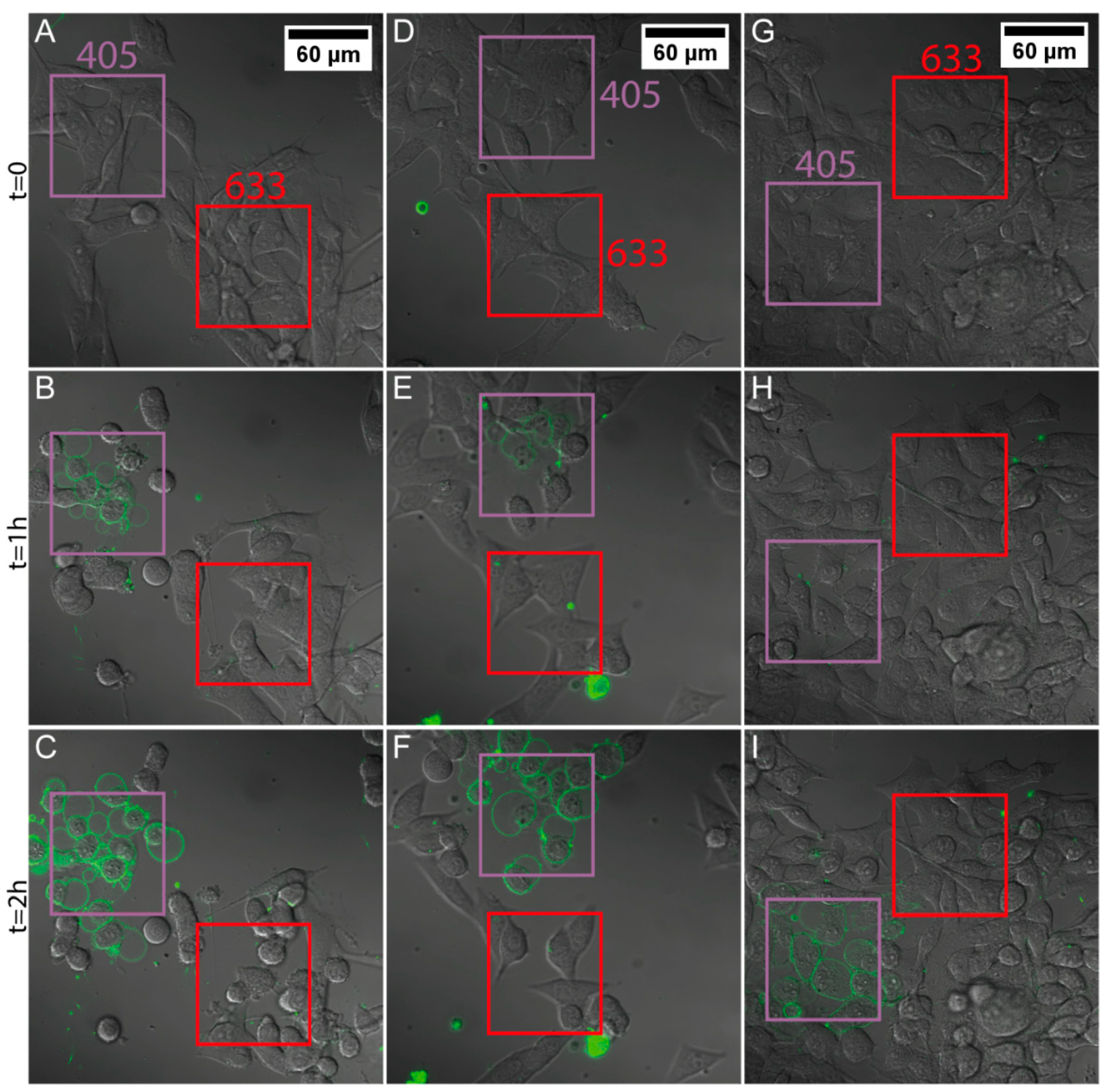 Nanomaterials 08 01065 g005 Nanomaterials 08 01065 g005