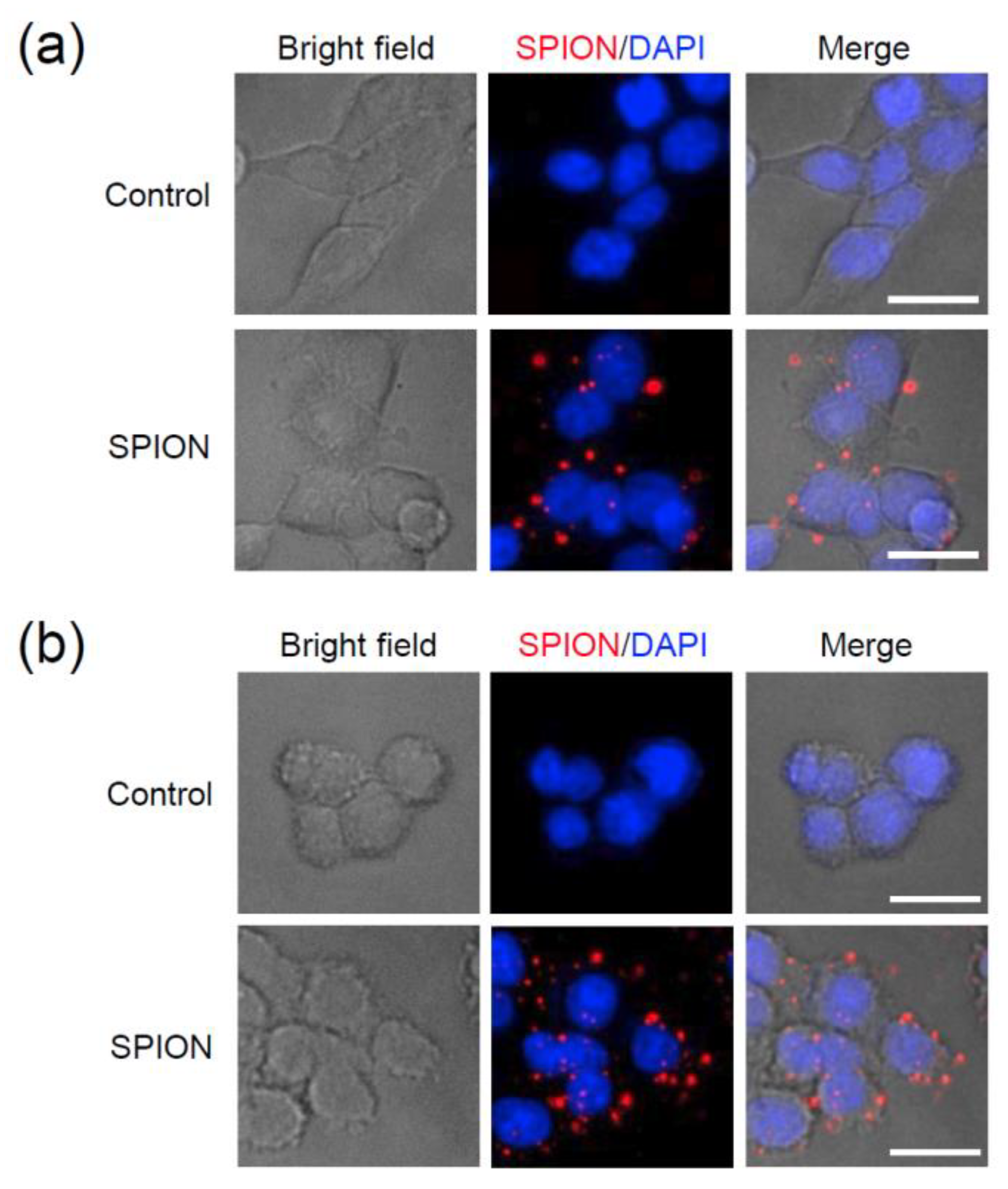 Nanomaterials 09 00062 g007 Nanomaterials 09 00062 g007