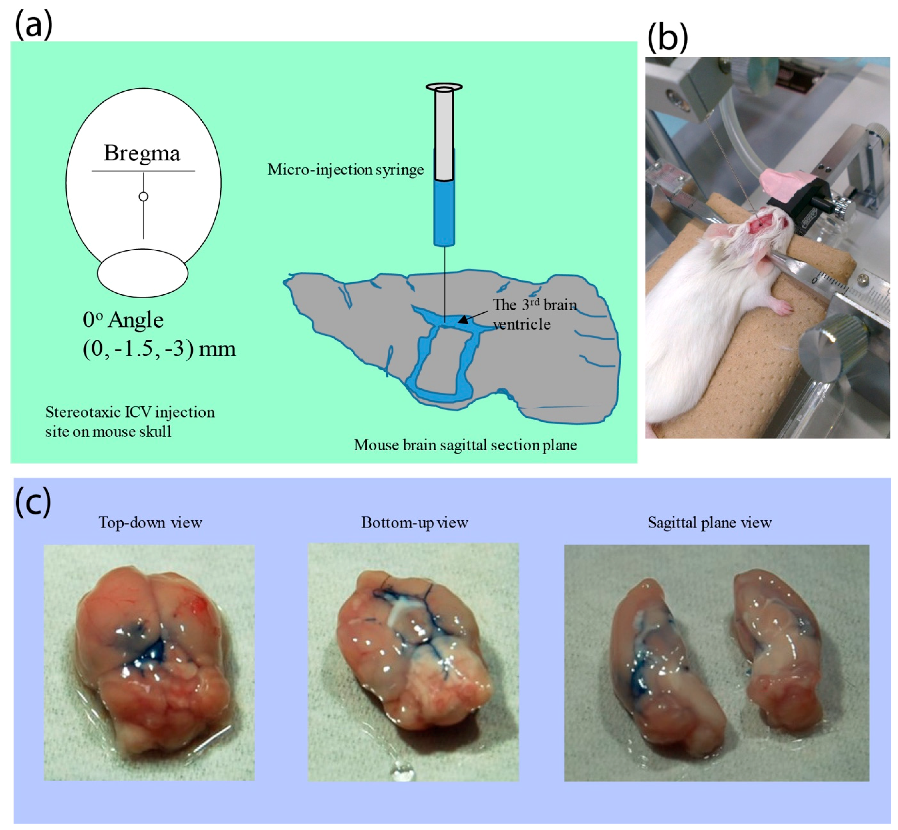 Nanomaterials 09 00067 g005
