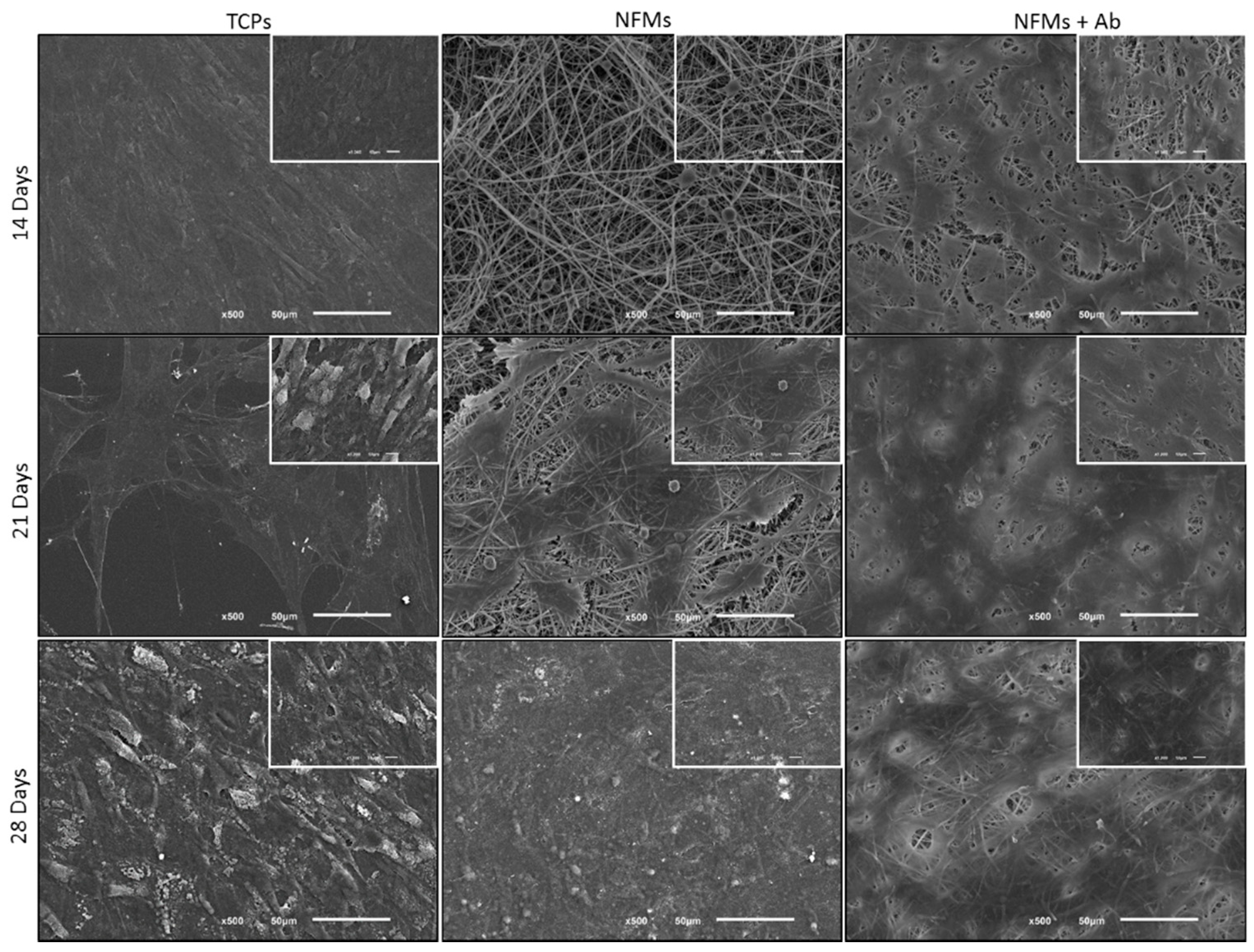 Nanomaterials 09 00567 g005