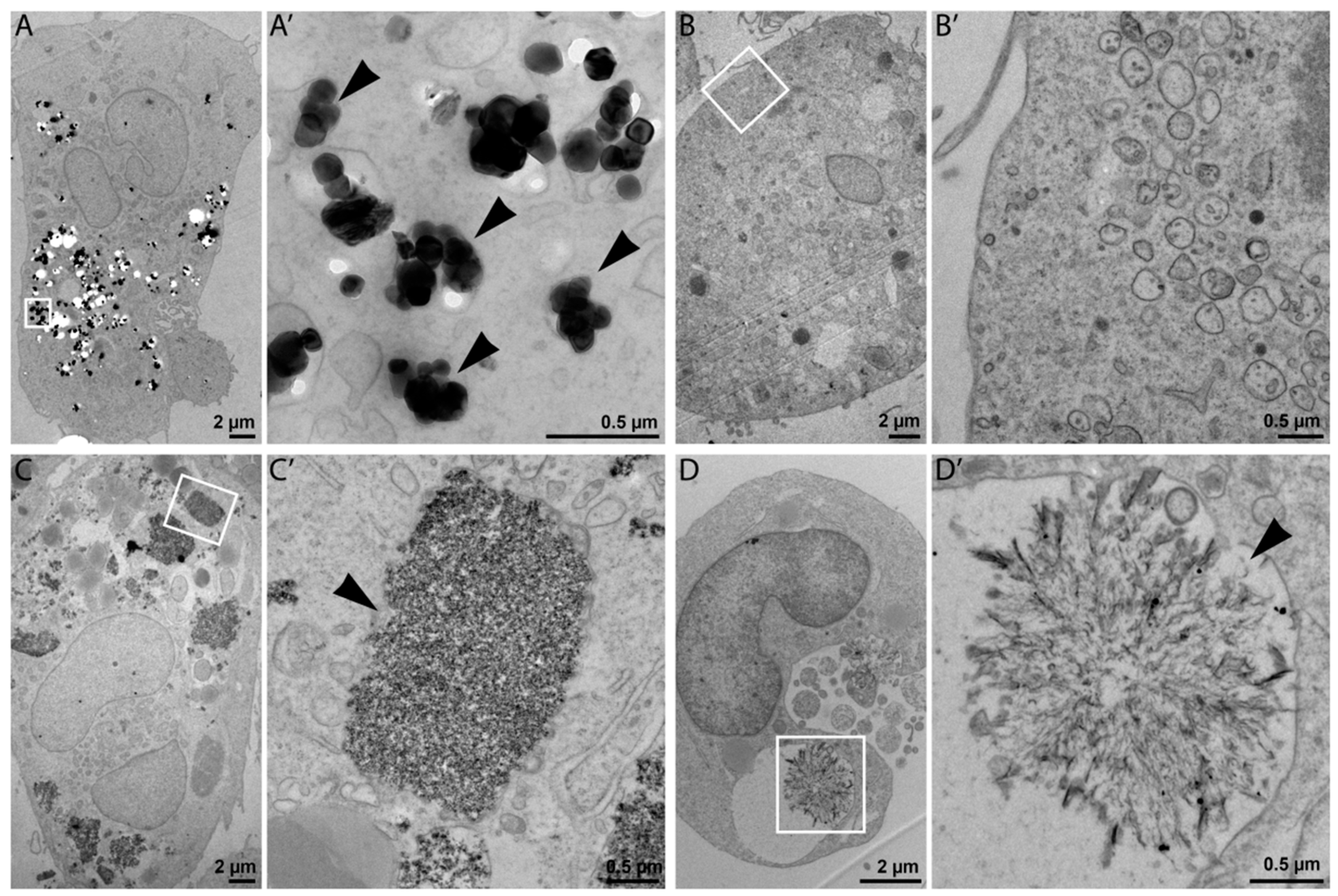 Nanomaterials 09 00687 g002