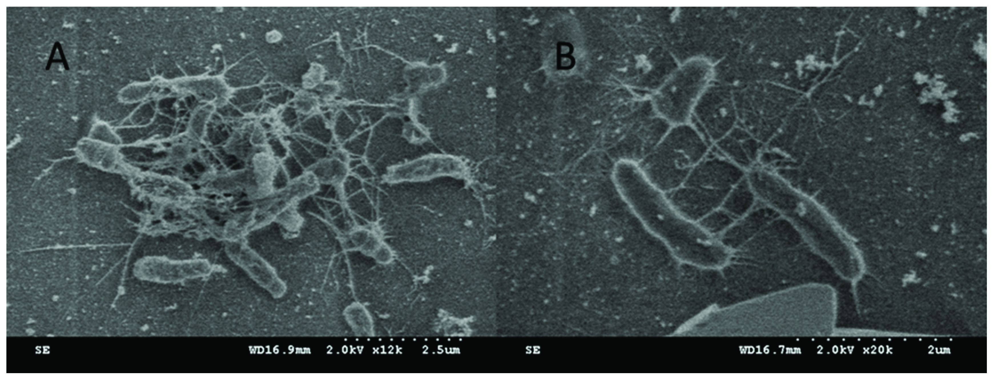 Nanomaterials 09 00867 g013