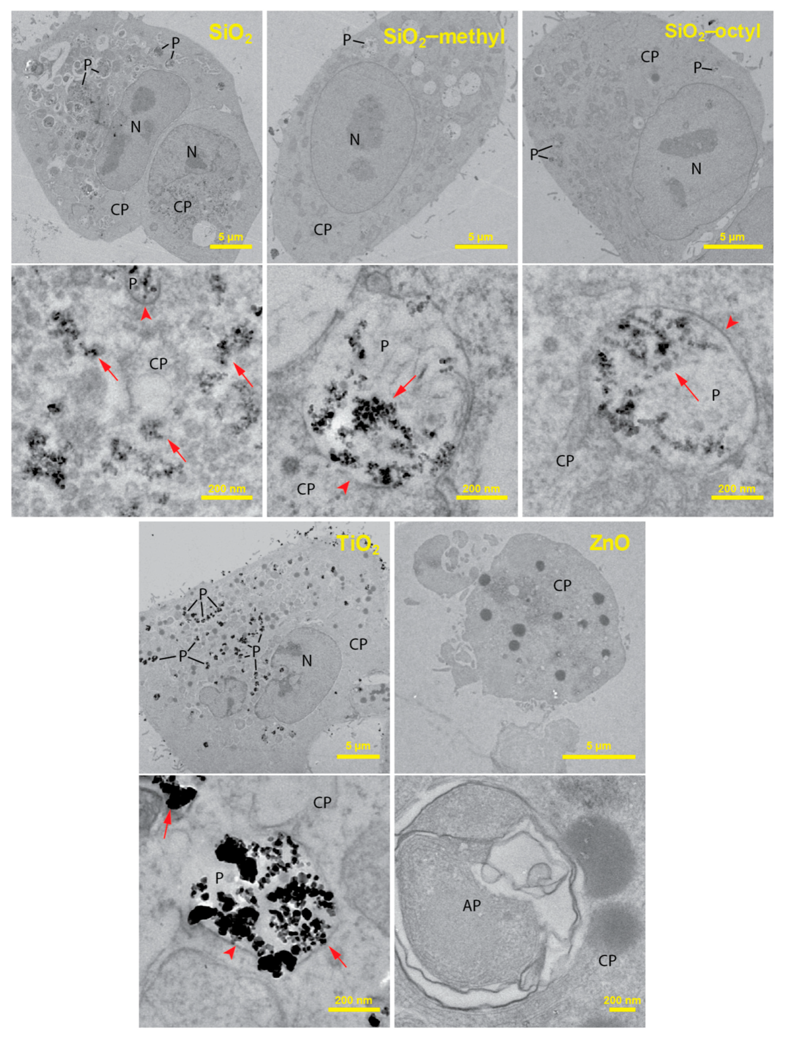 Nanomaterials 09 00968 g004
