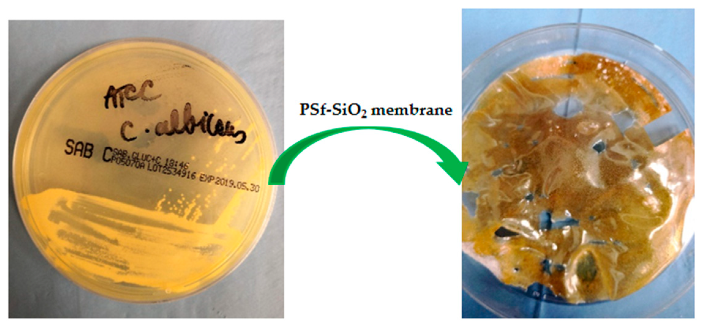 Nanomaterials 09 00985 g011 Nanomaterials 09 00985 g011