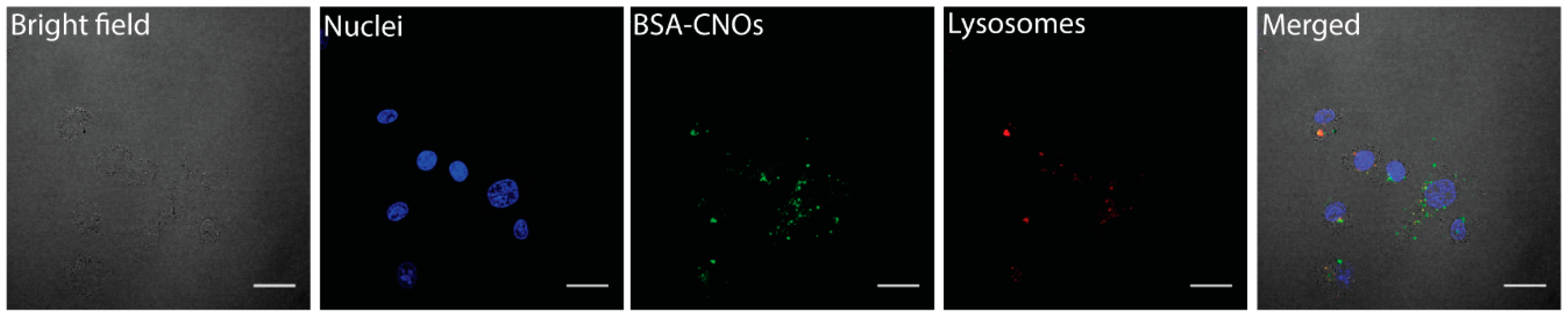 Nanomaterials 09 01069 g009