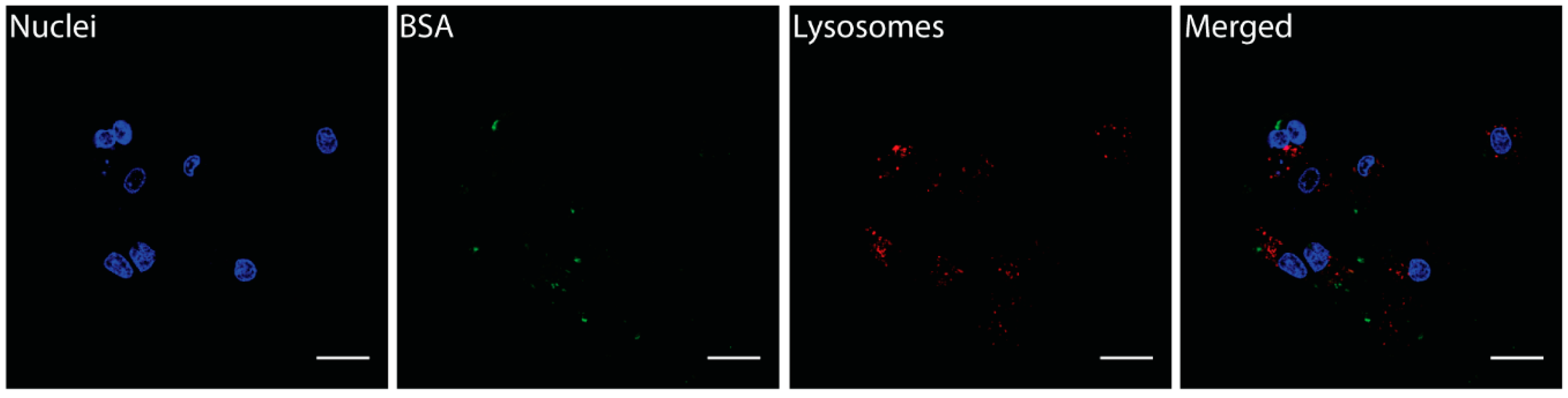 Nanomaterials 09 01069 g010