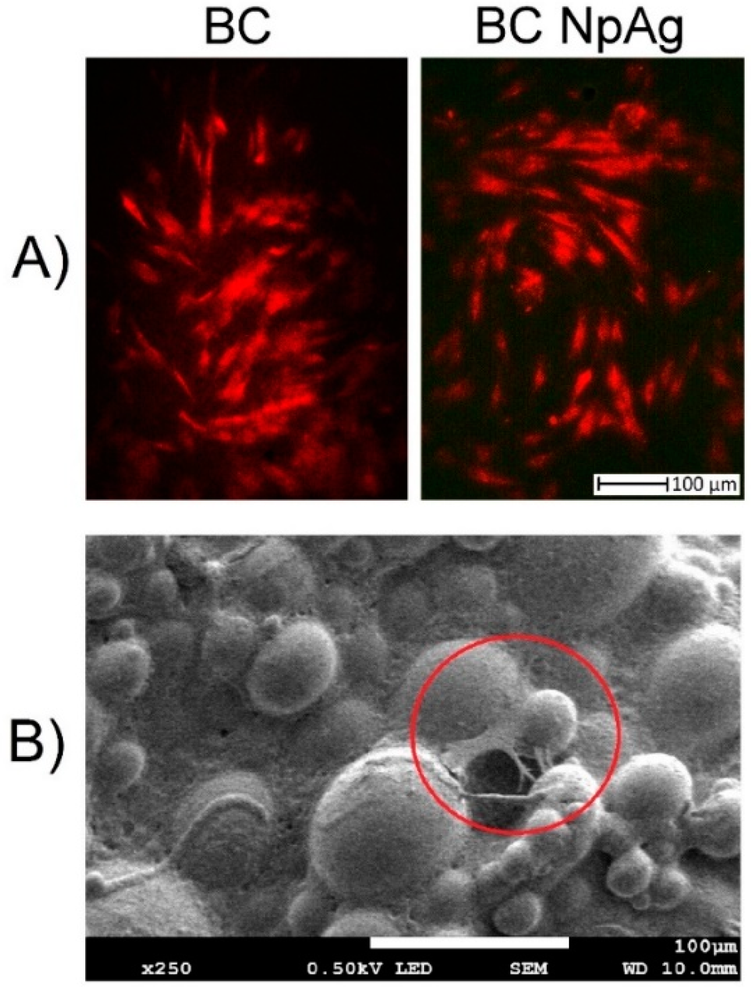 Nanomaterials 09 01114 g007 Nanomaterials 09 01114 g007