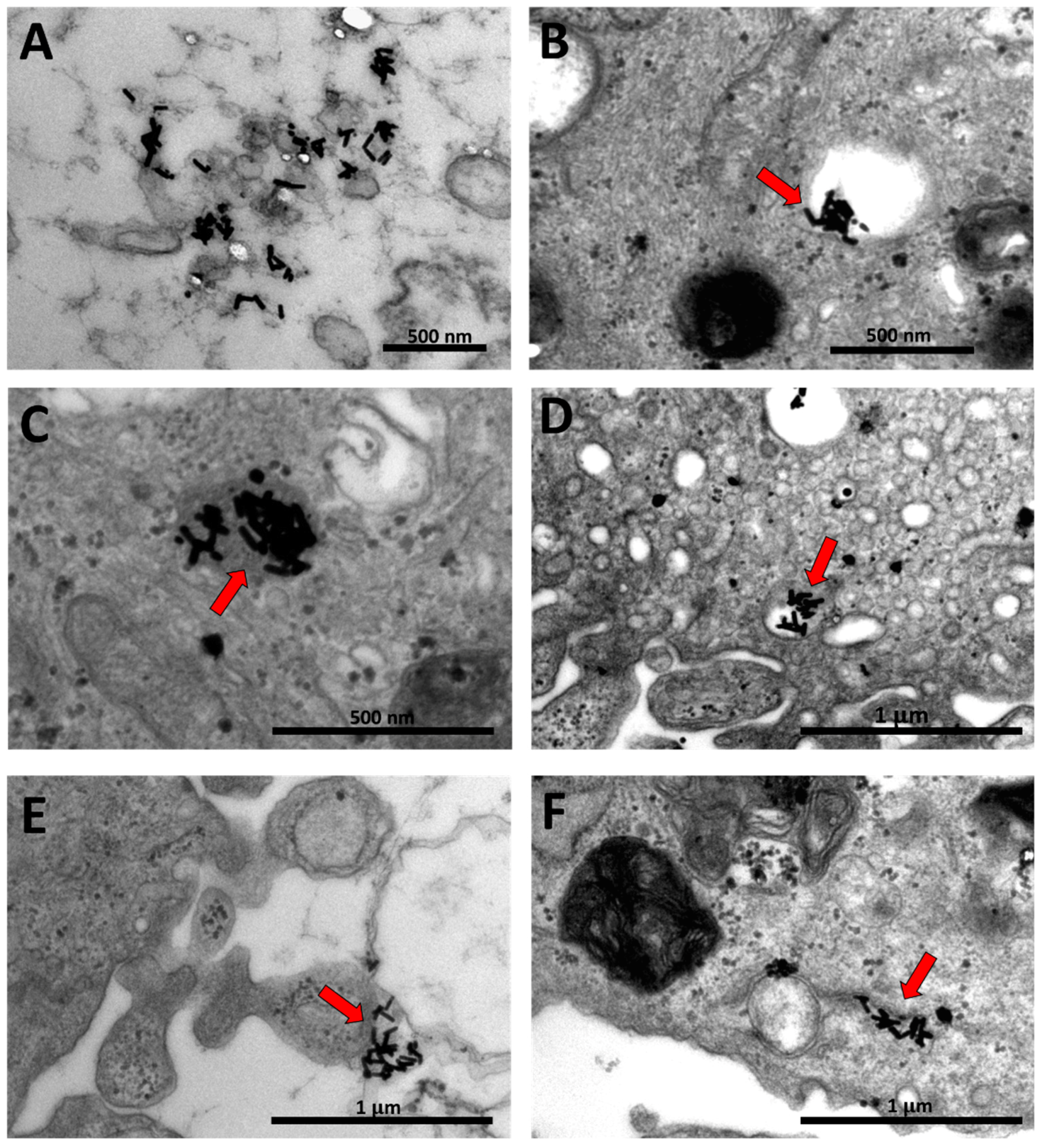 Nanomaterials 09 01131 g004