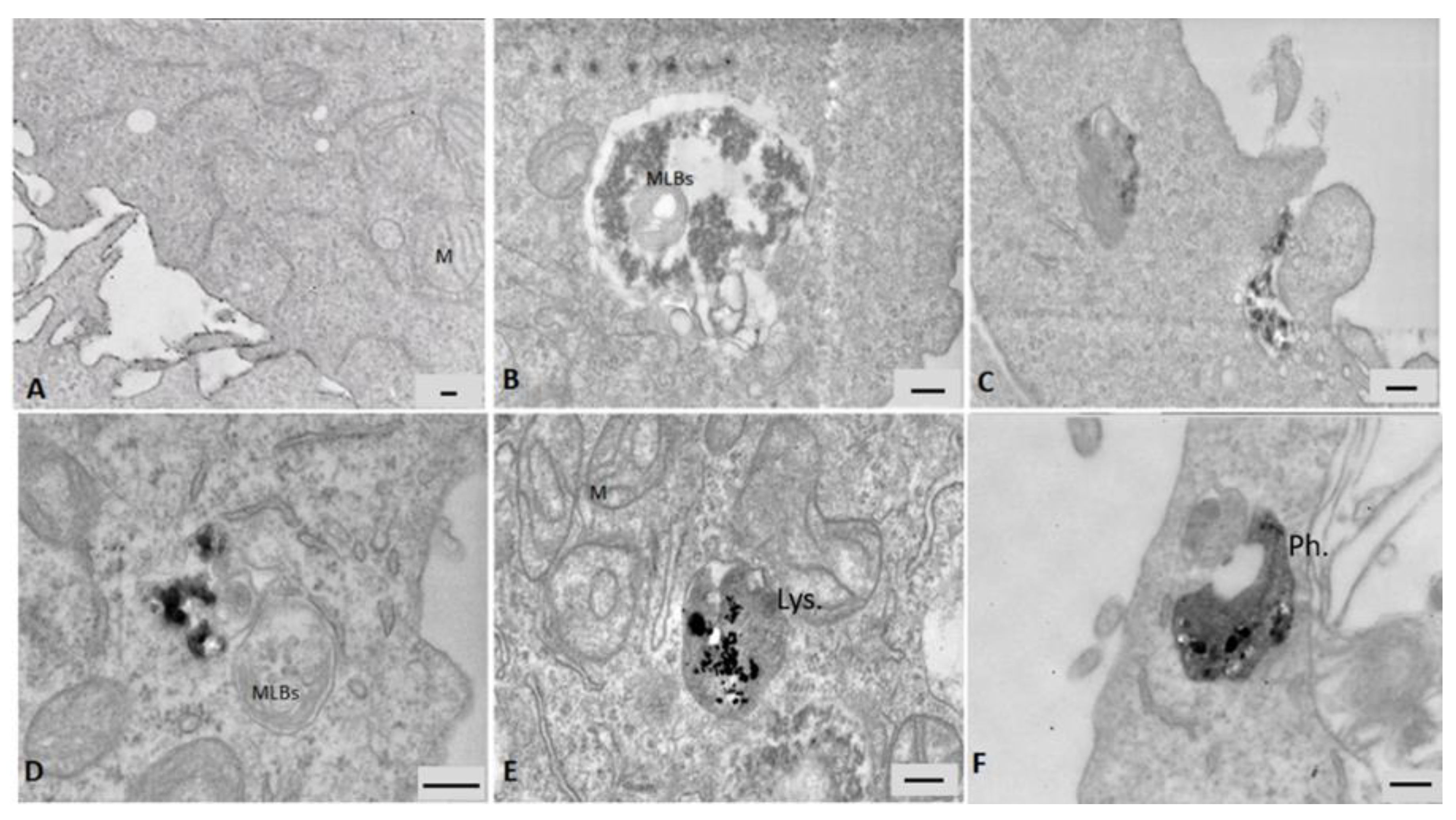 Nanomaterials 09 01302 g006 Nanomaterials 09 01302 g006
