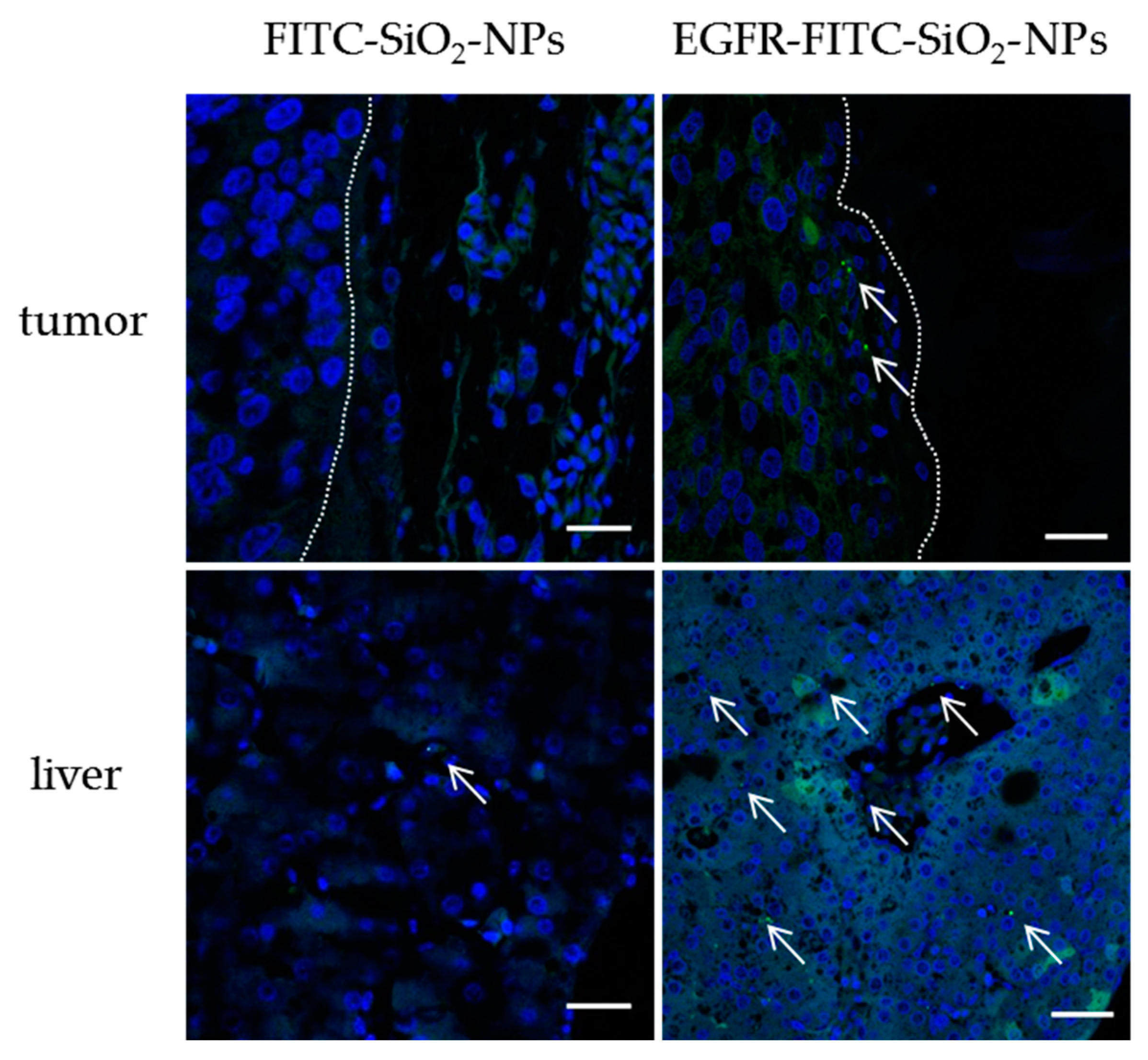 Nanomaterials 09 01378 g010