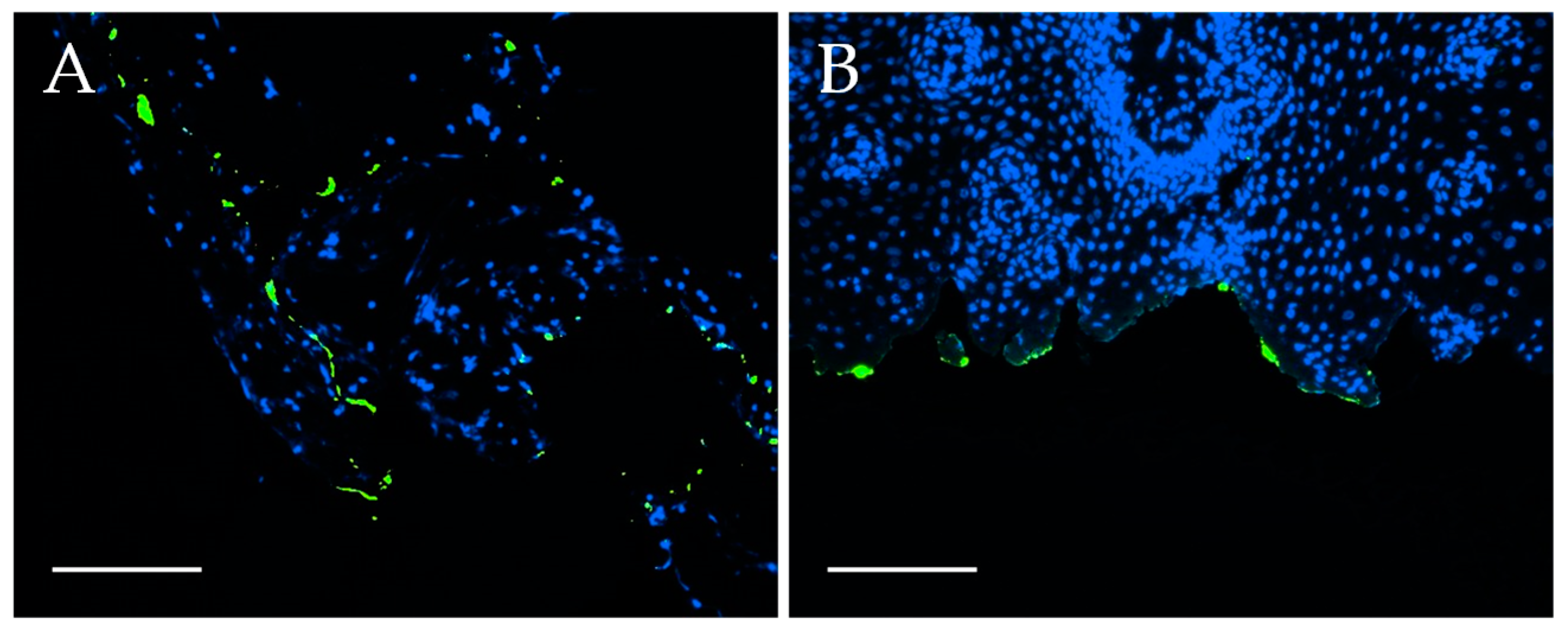 Nanomaterials 09 01378 g011