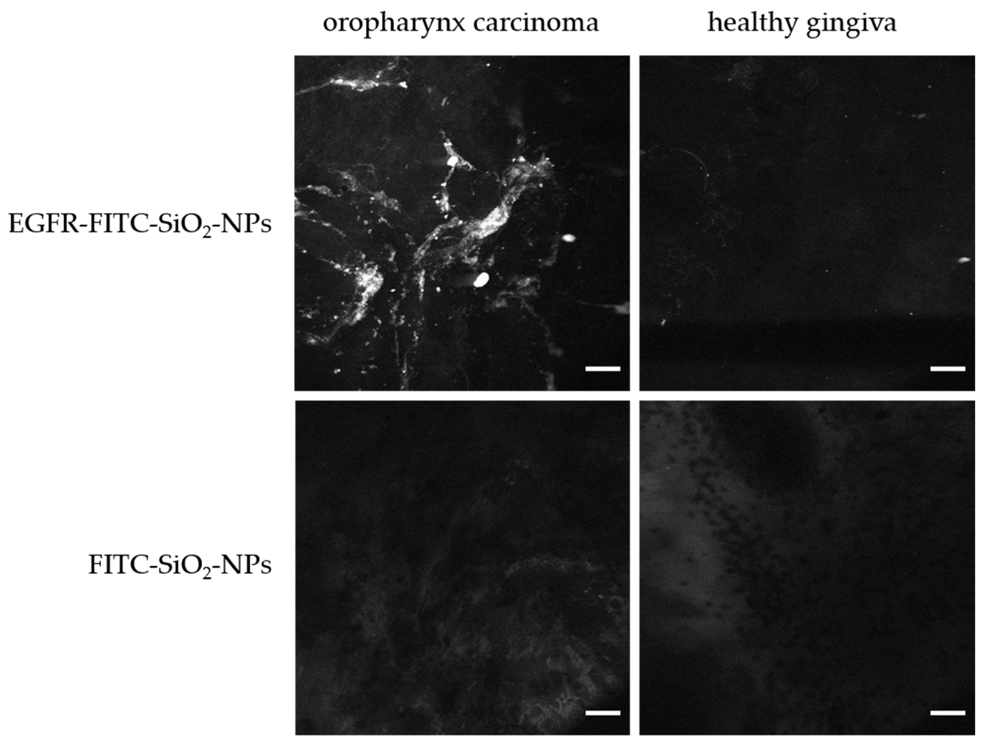 Nanomaterials 09 01378 g012