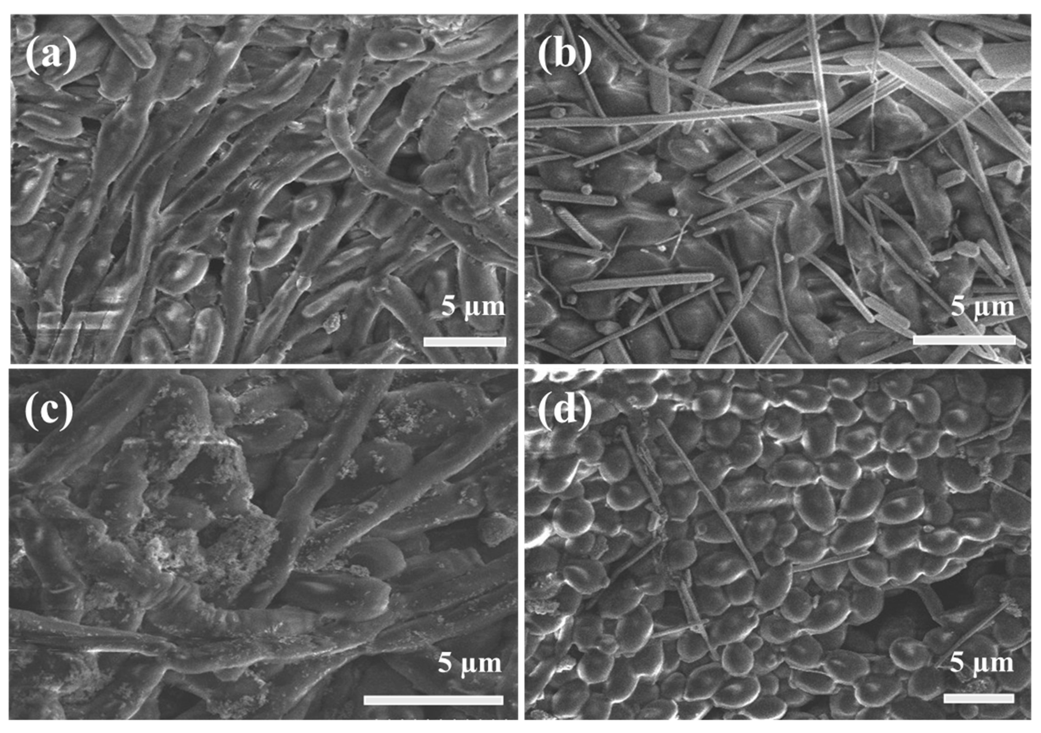 Nanomaterials 09 01431 g006