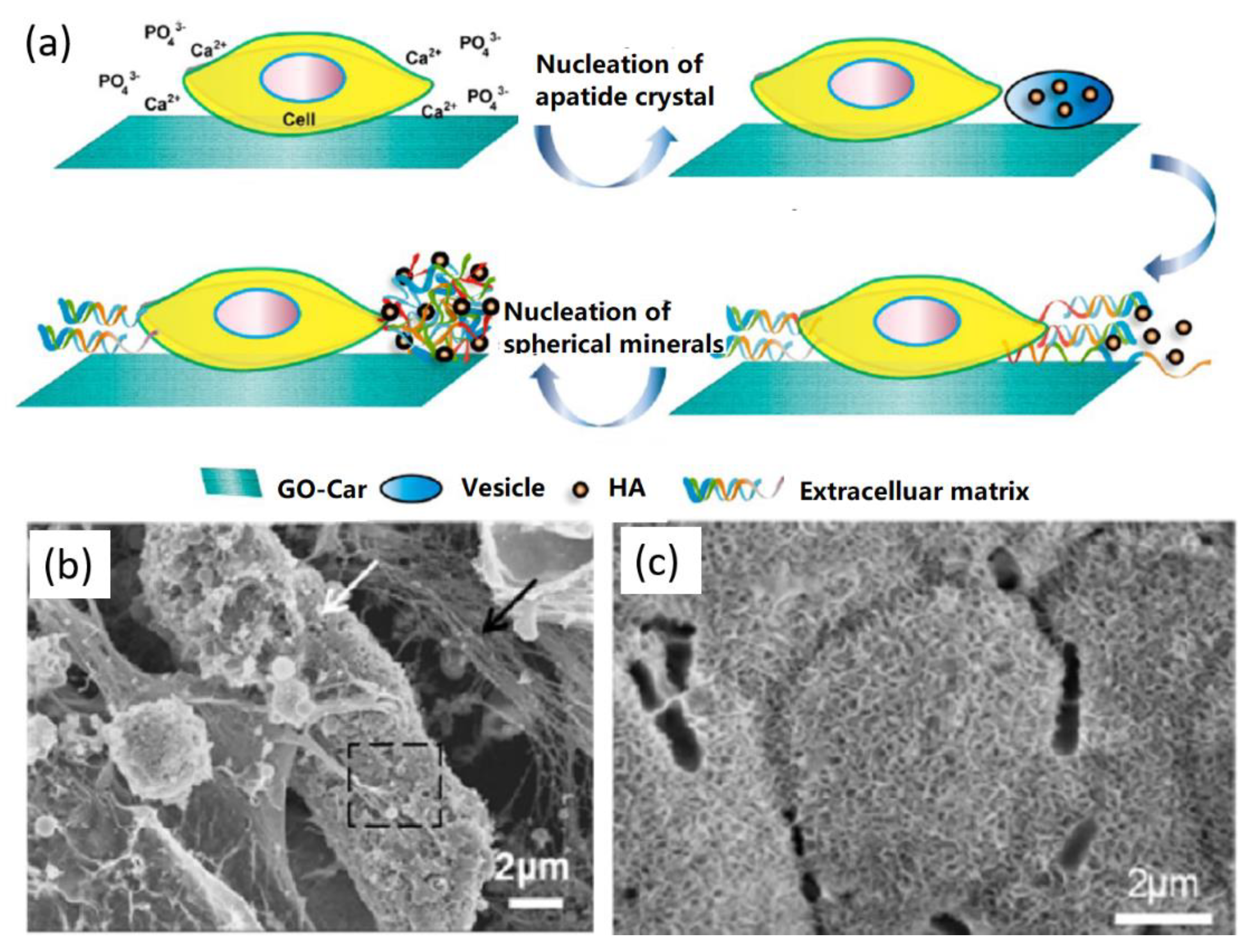 Nanomaterials 09 01435 g005