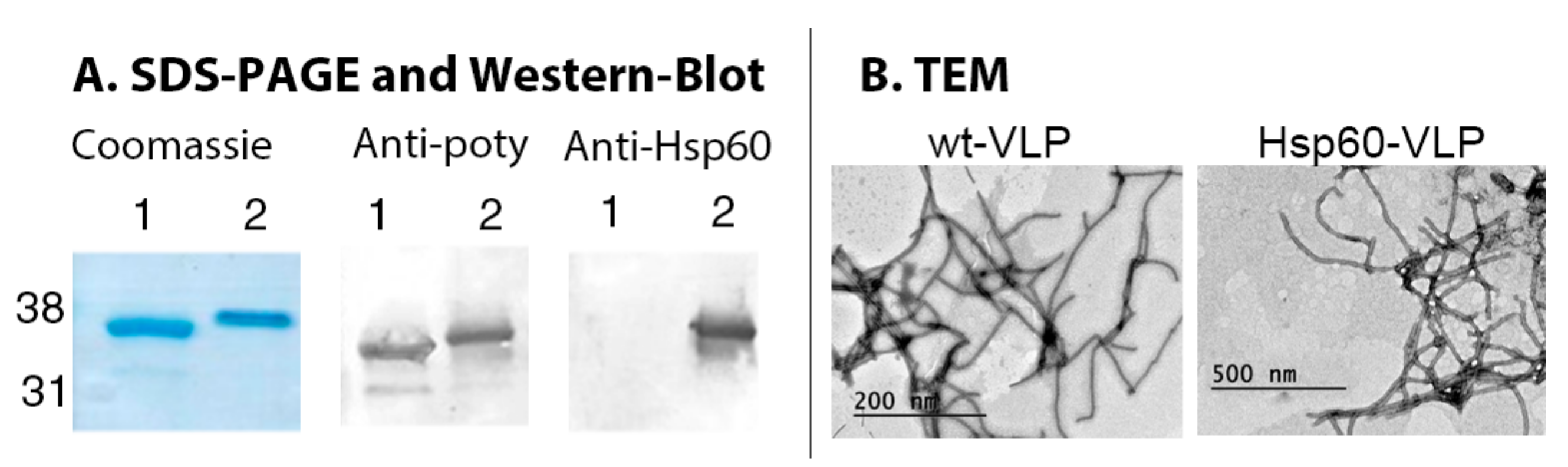 Nanomaterials 09 01438 g001