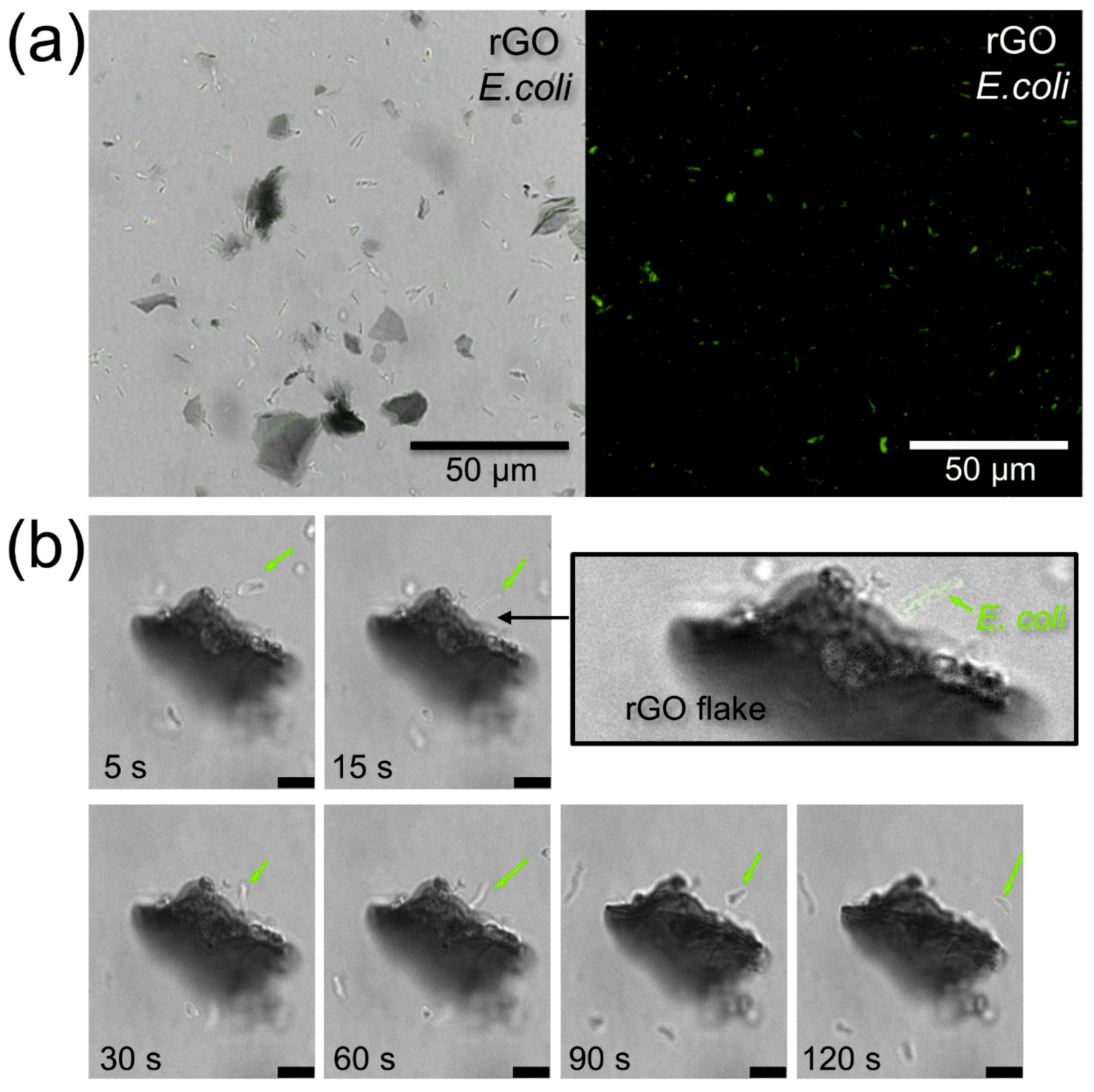 Nanomaterials 09 01454 g004