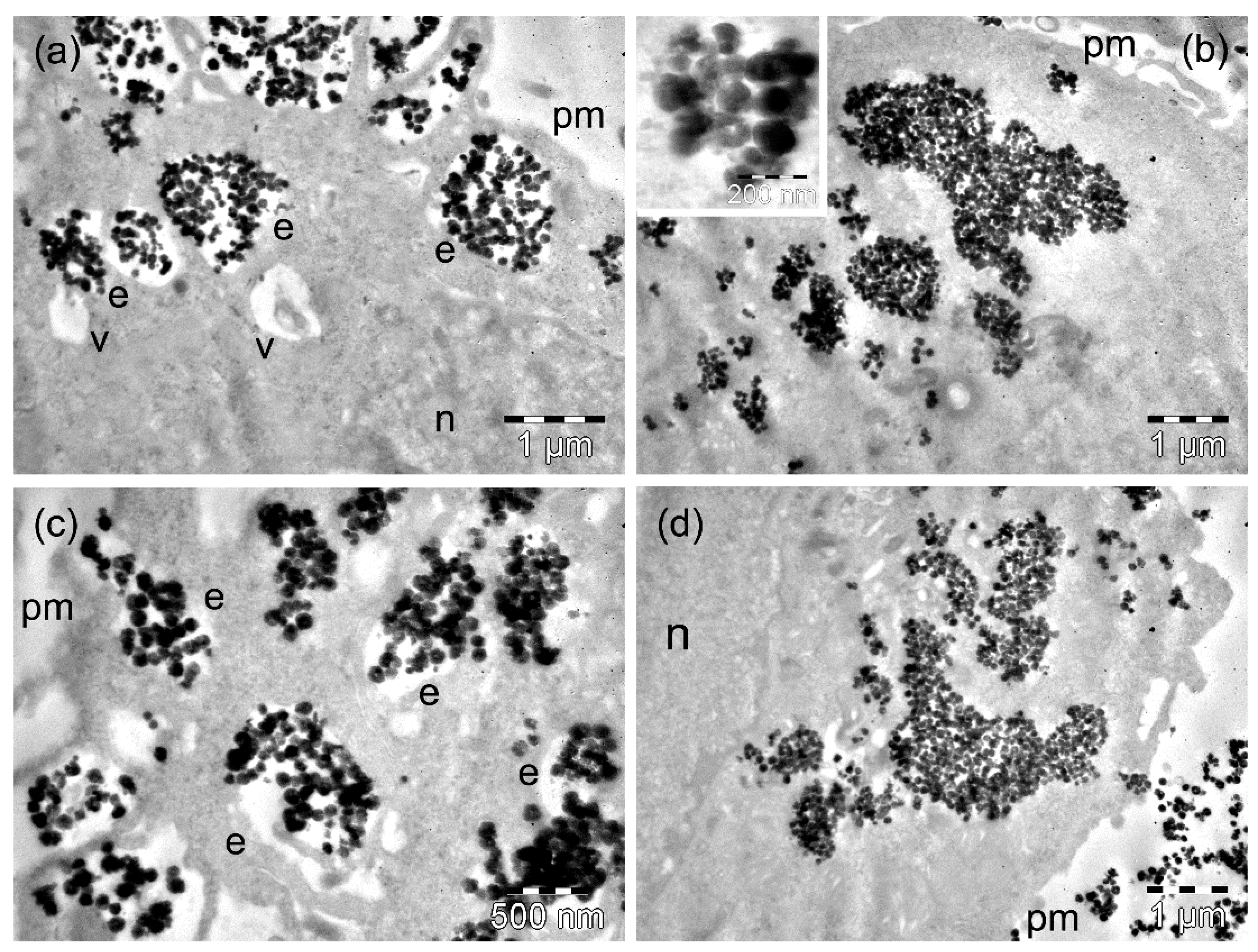 Nanomaterials 09 01489 g005