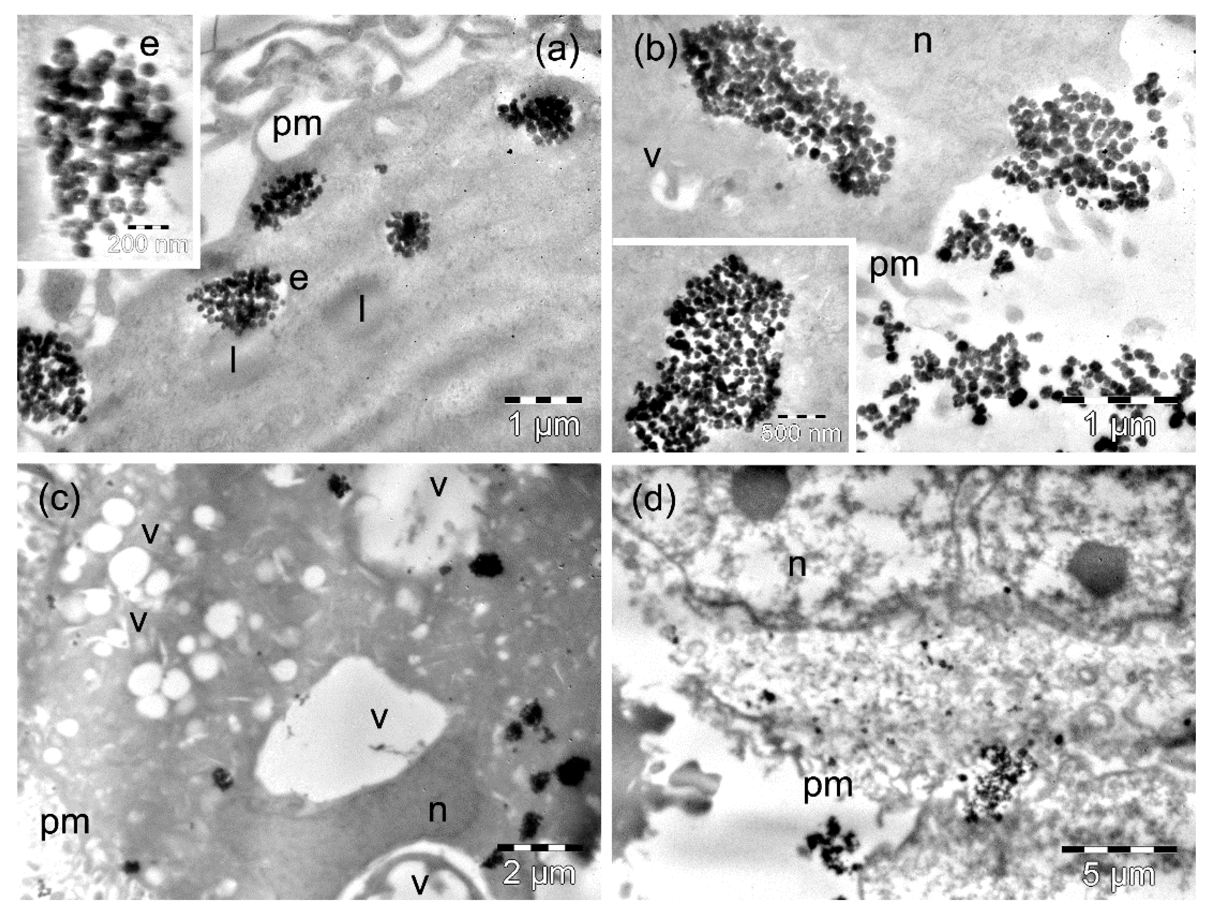 Nanomaterials 09 01489 g006