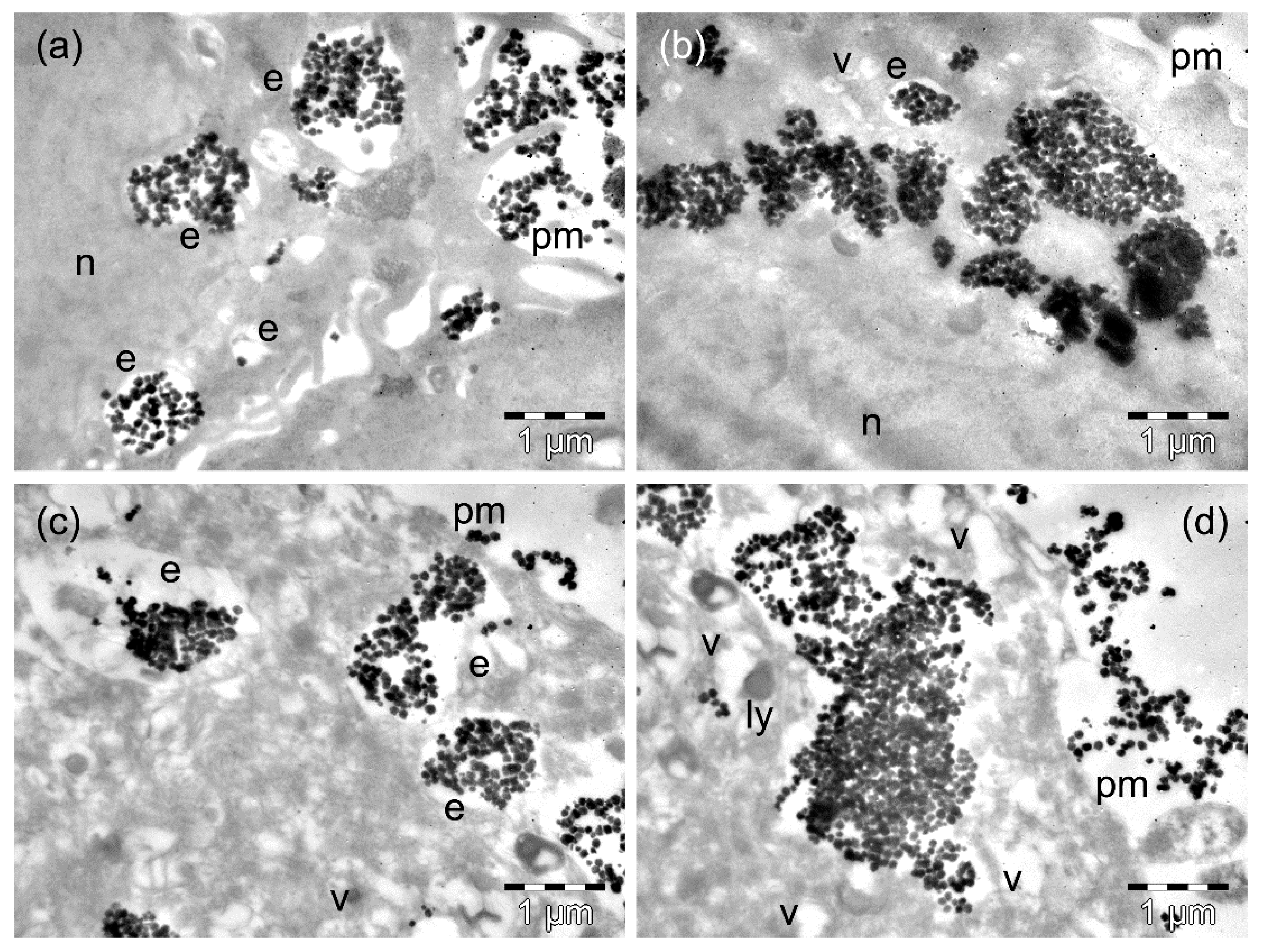 Nanomaterials 09 01489 g007