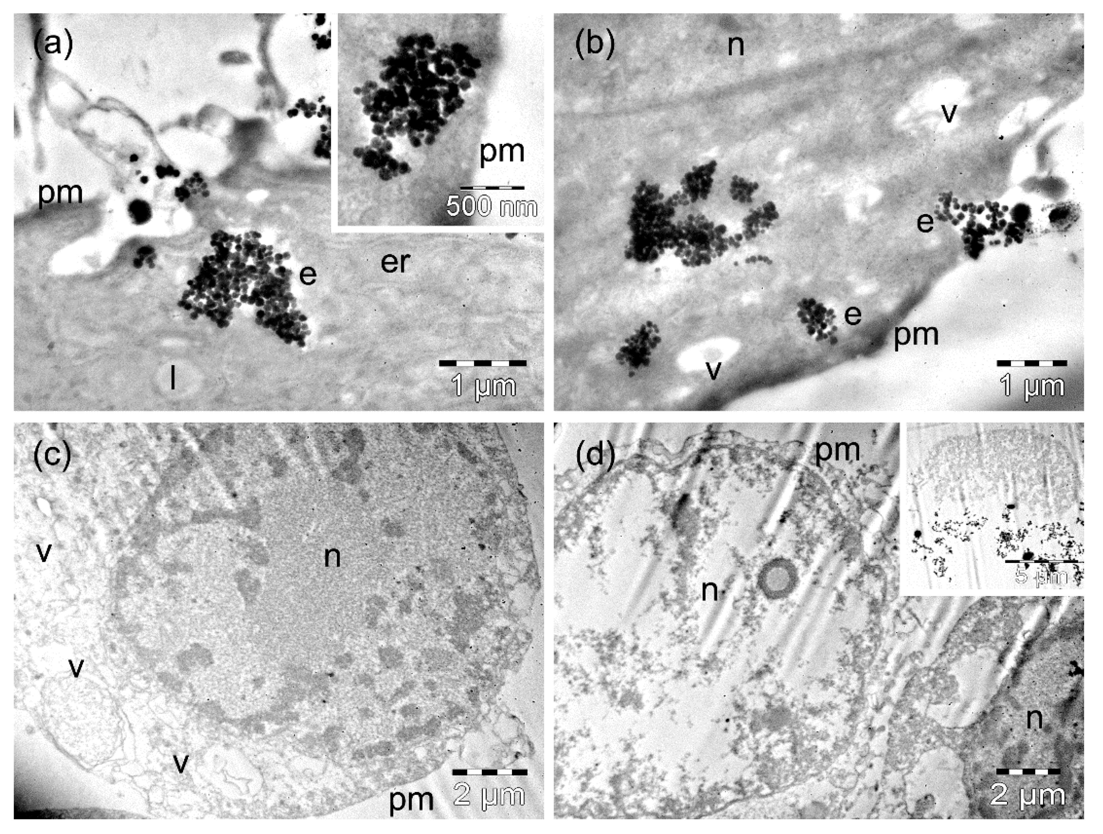 Nanomaterials 09 01489 g008