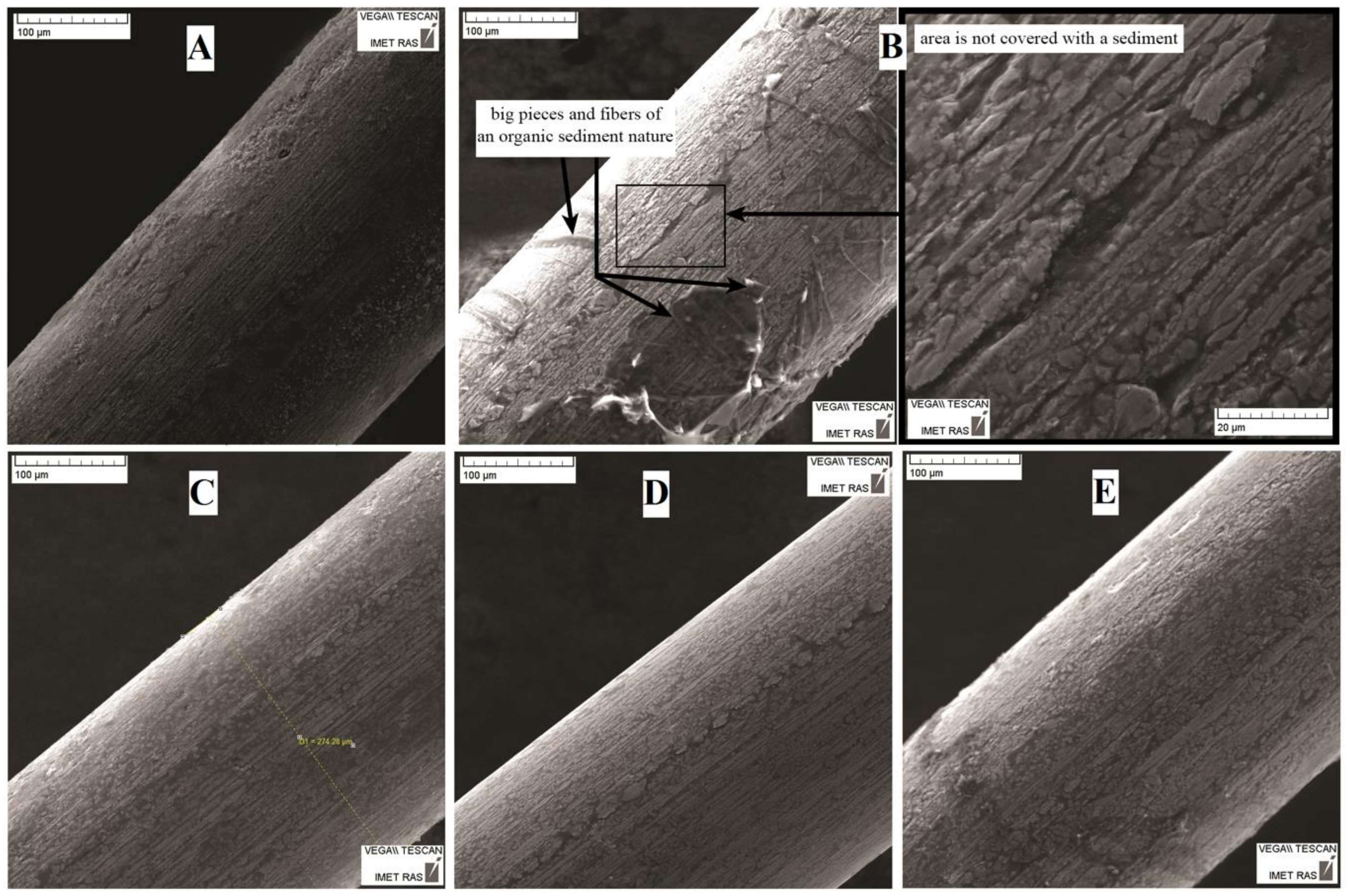 Nanomaterials 09 01569 g005