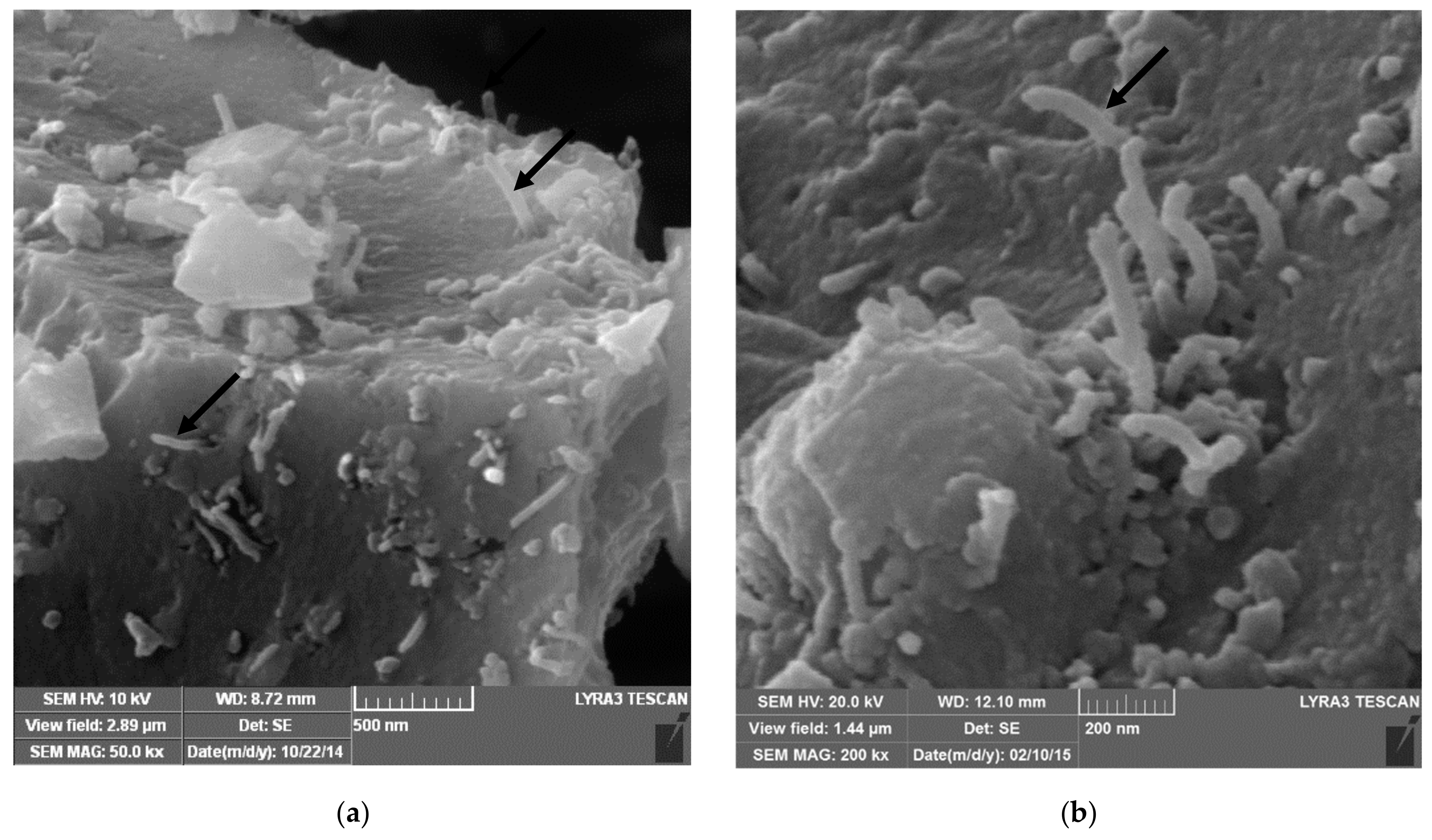 Nanomaterials 09 01607 g005
