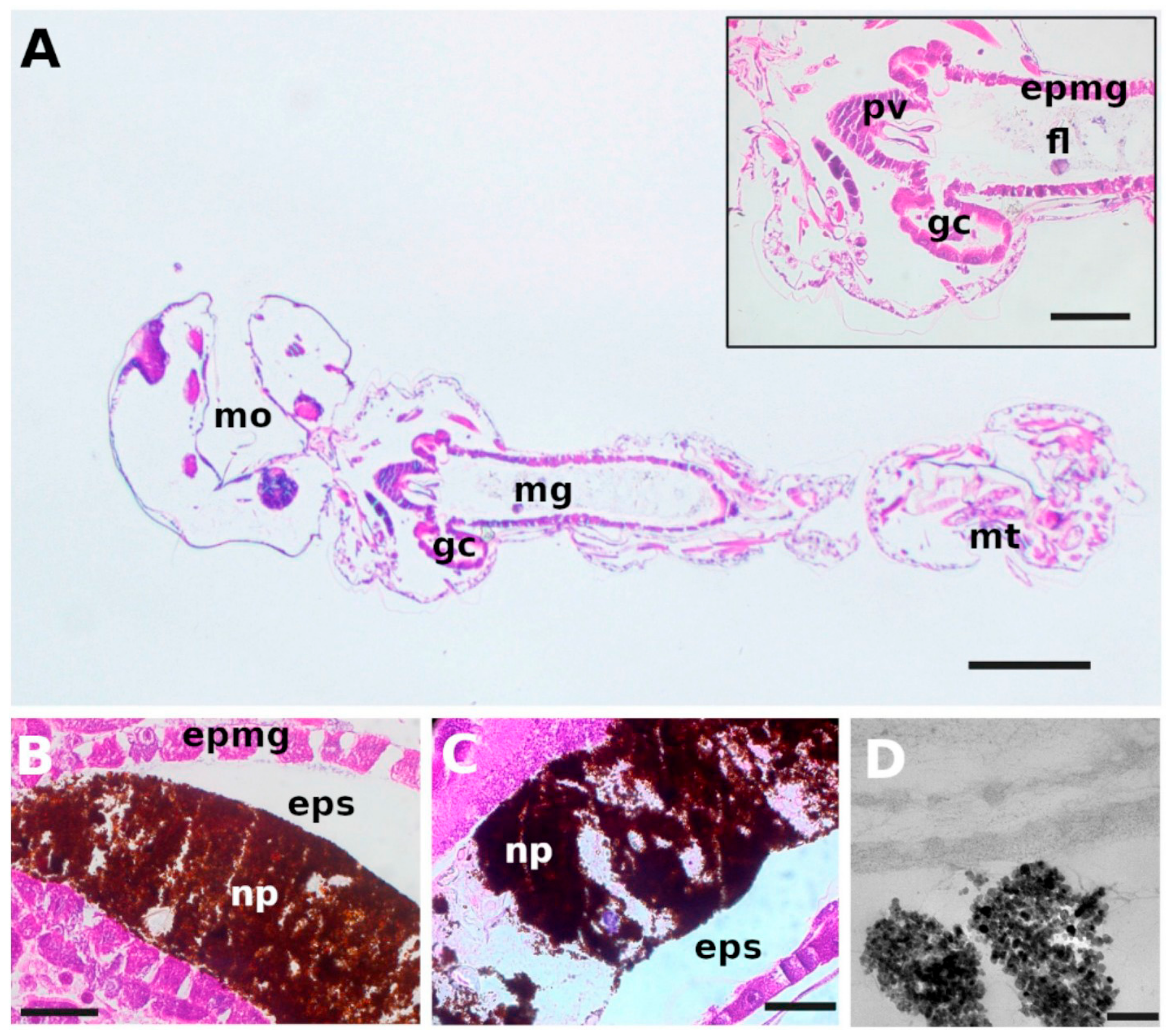 Nanomaterials 09 01608 g008 Nanomaterials 09 01608 g008