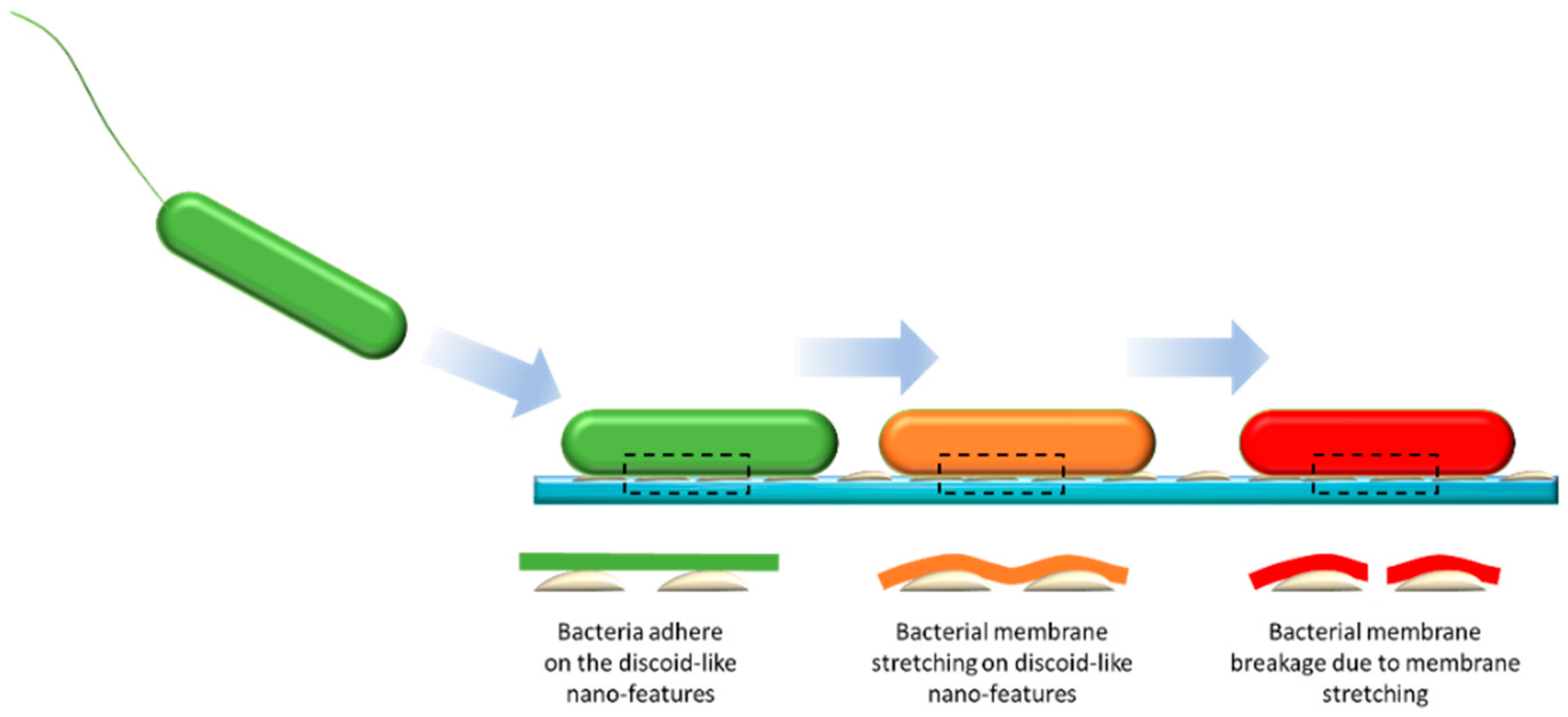 Nanomaterials 09 01610 g010