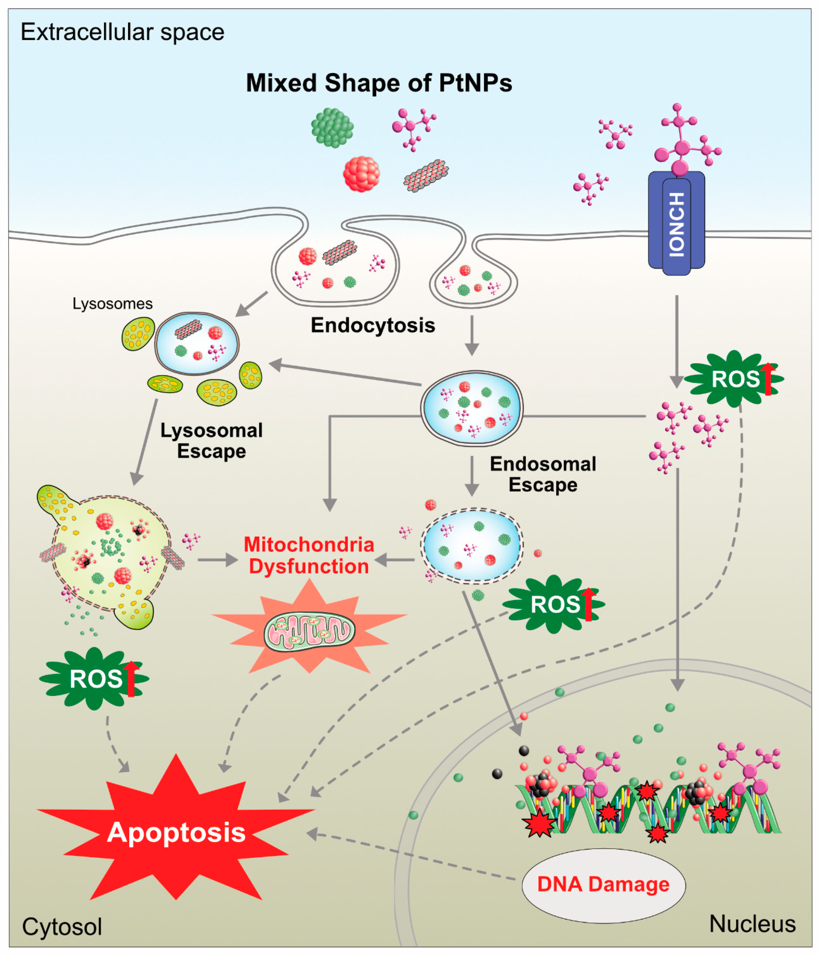 Nanomaterials 09 01719 g016