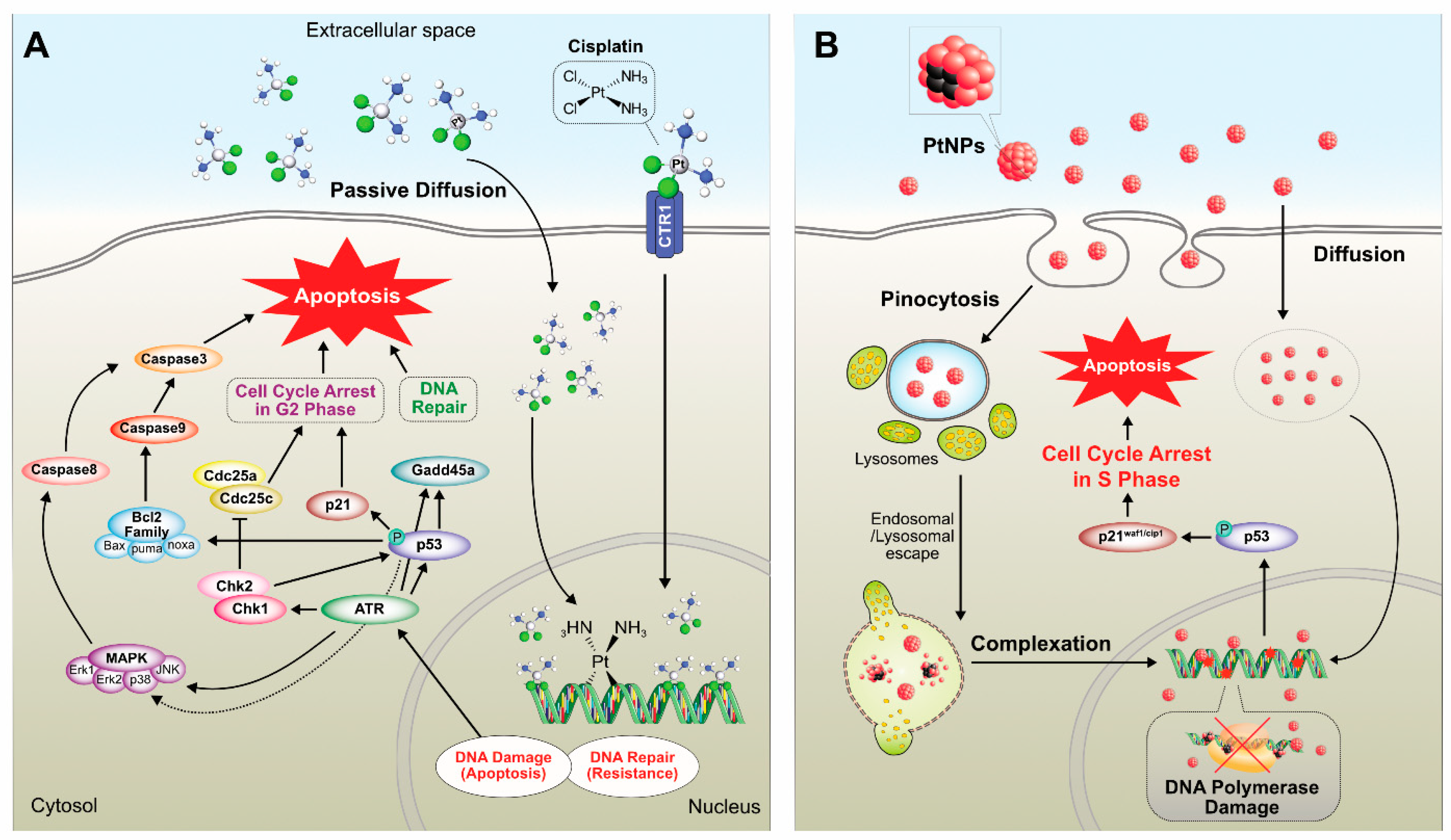 Nanomaterials 09 01719 g017