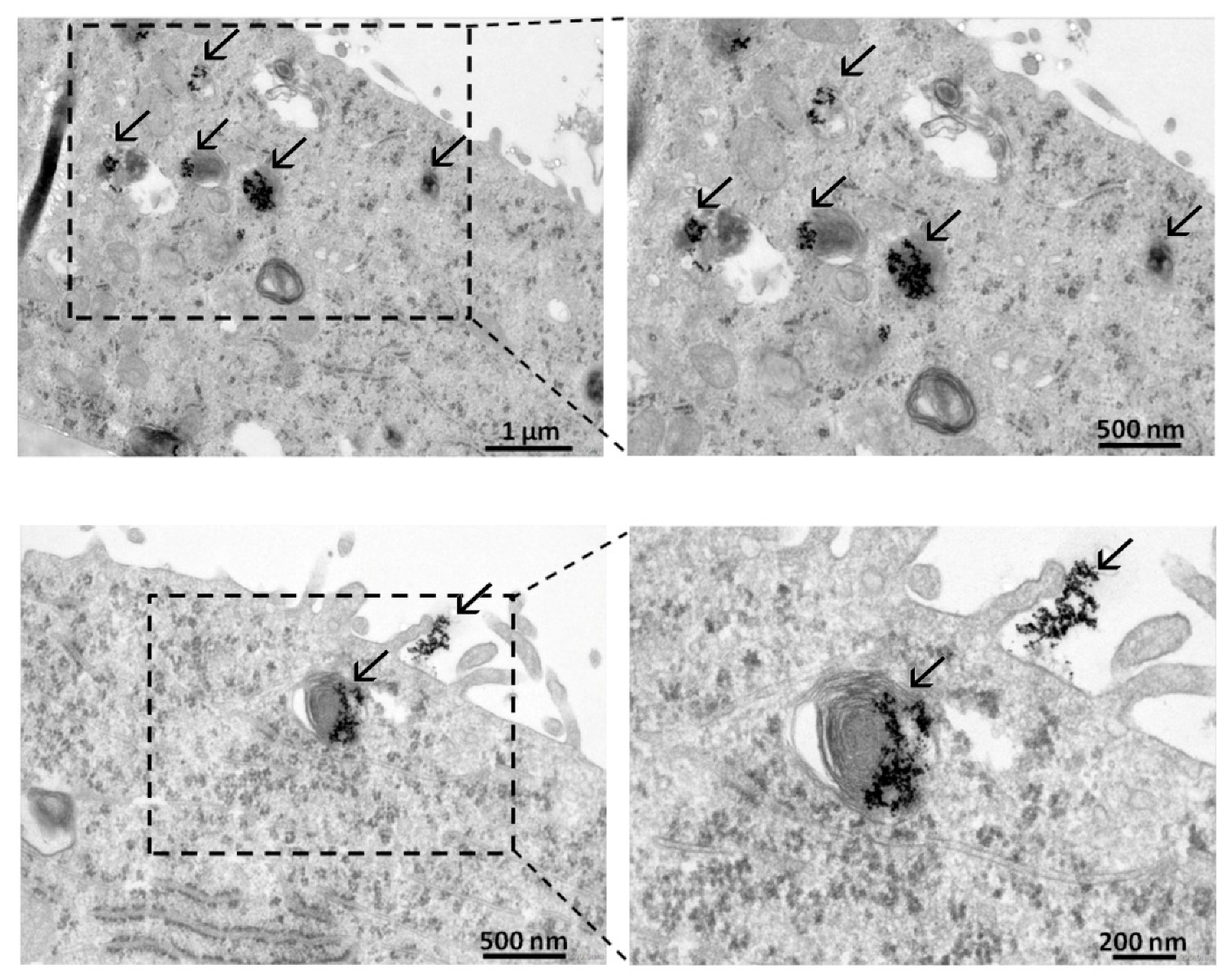 Nanomaterials 10 00158 g002 Nanomaterials 10 00158 g002