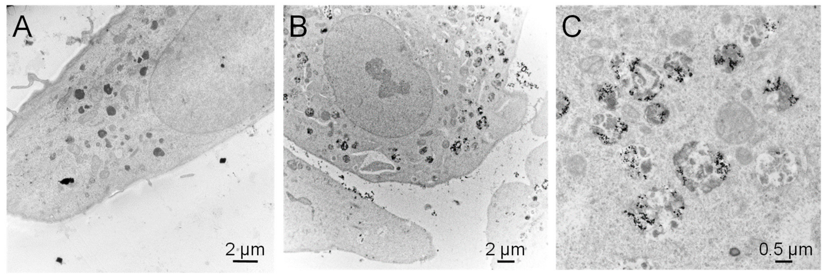 Nanomaterials 10 00185 g005