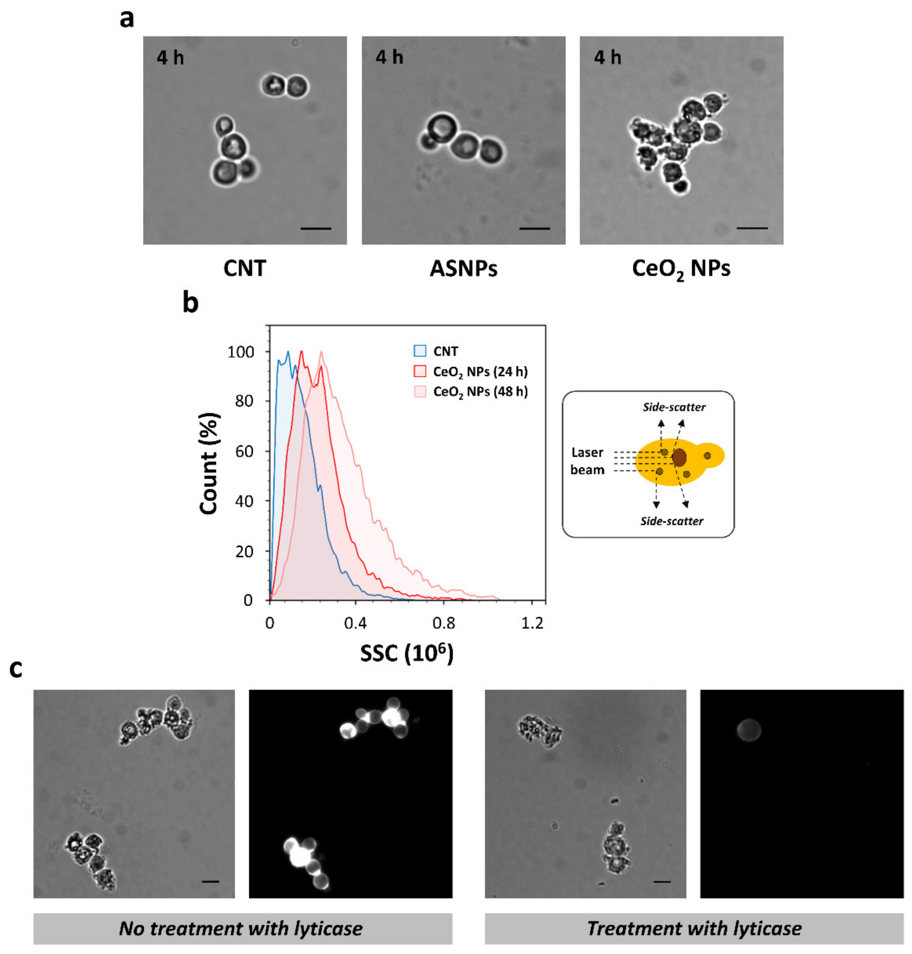 Nanomaterials 10 00235 g002 Nanomaterials 10 00235 g002