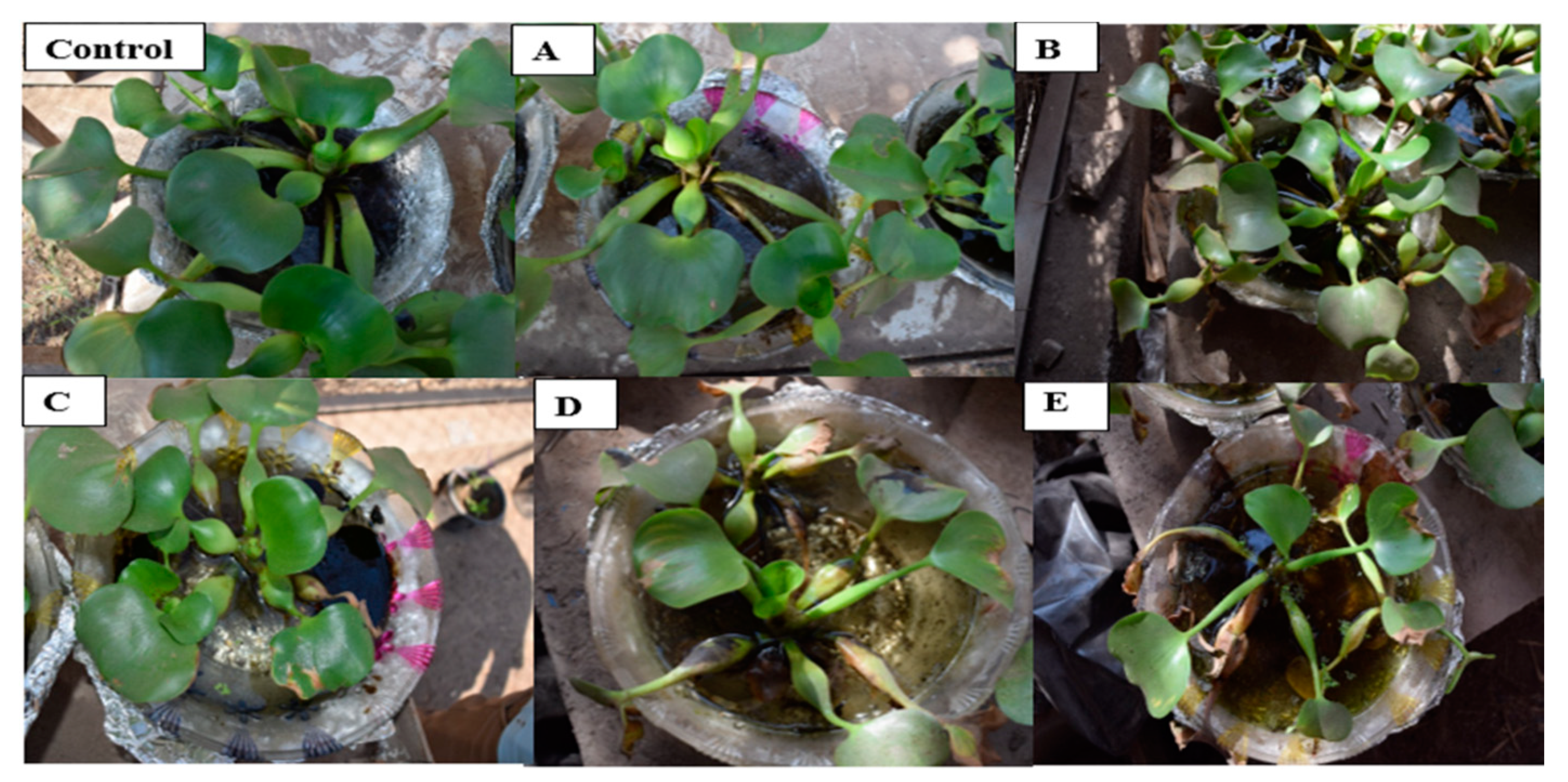 Nanomaterials 10 00262 g009