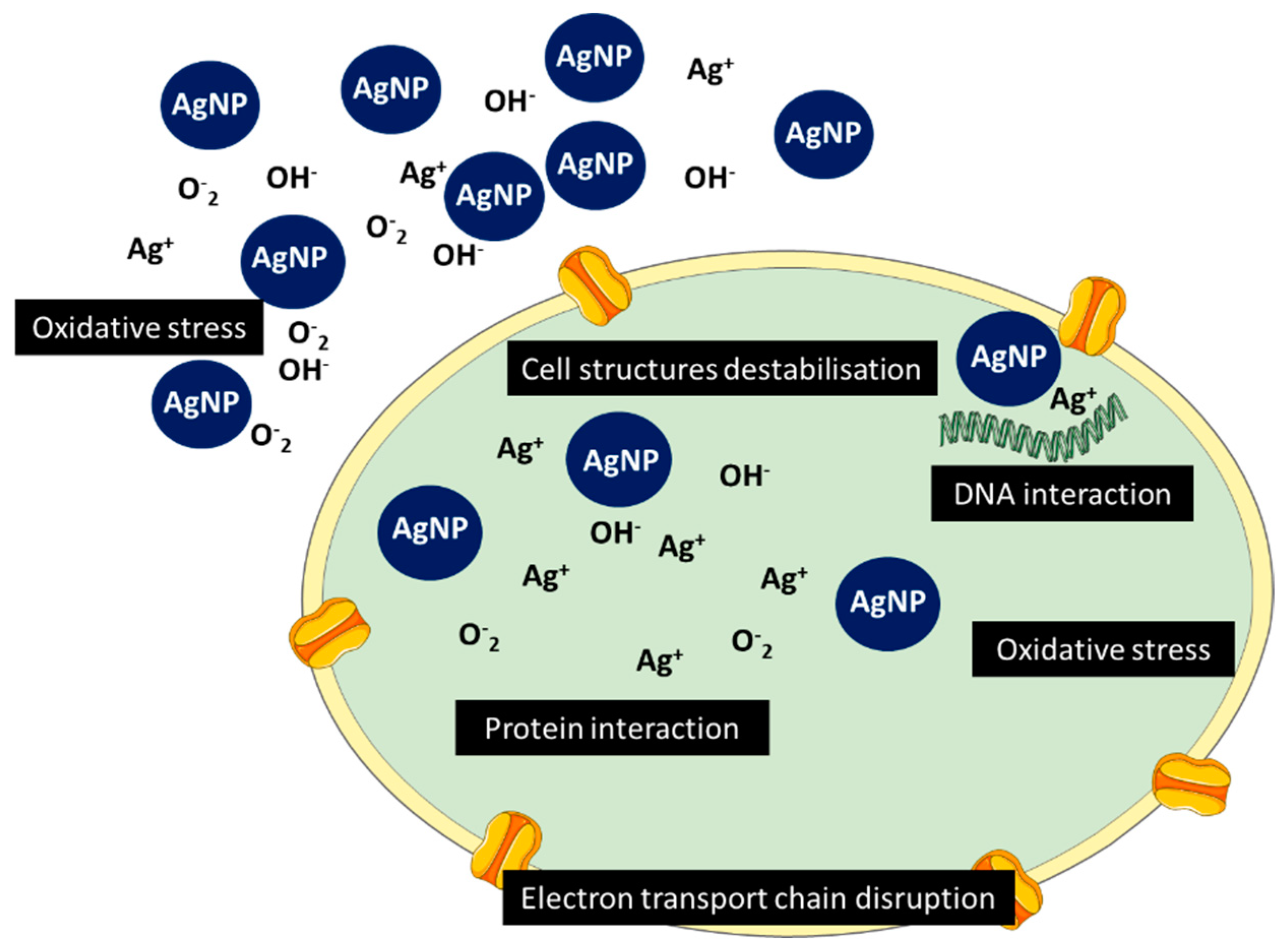 Nanomaterials 10 00292 g005