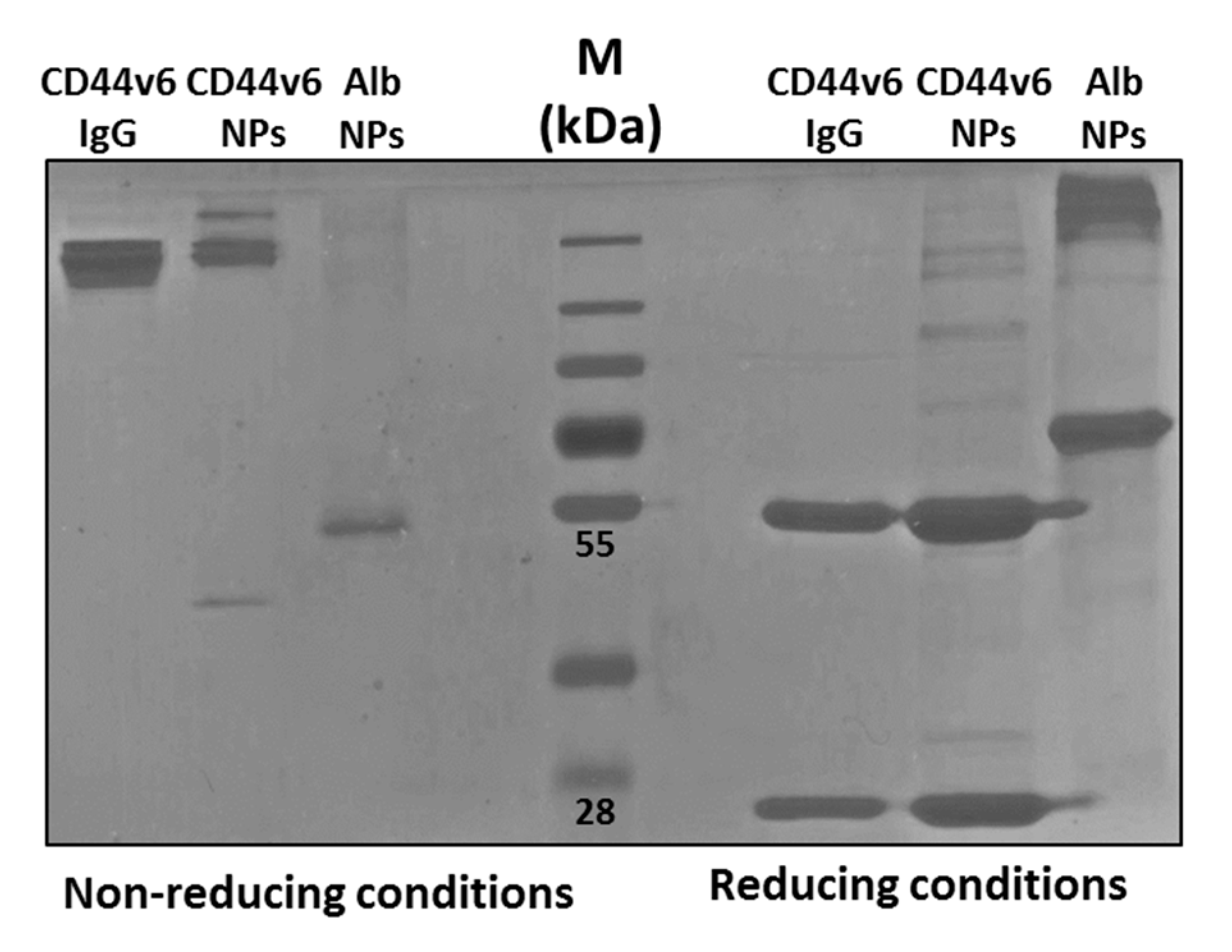 Nanomaterials 10 00298 g006