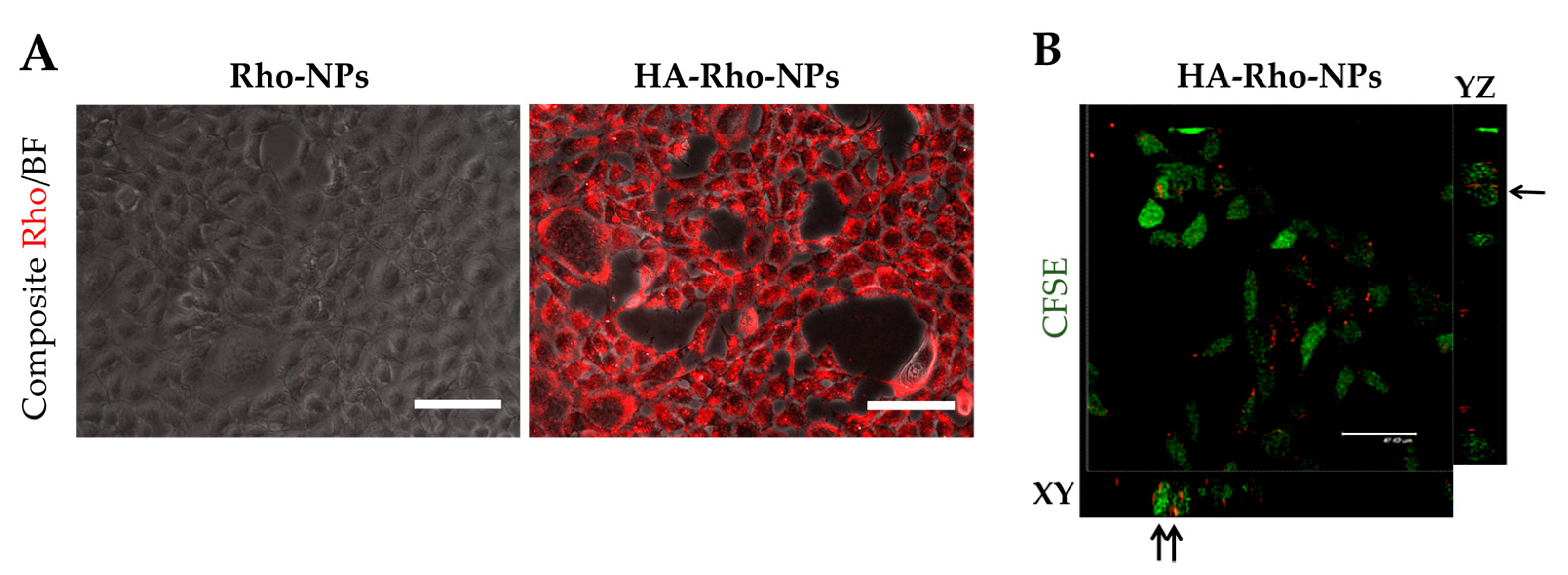 Nanomaterials 10 00298 g009
