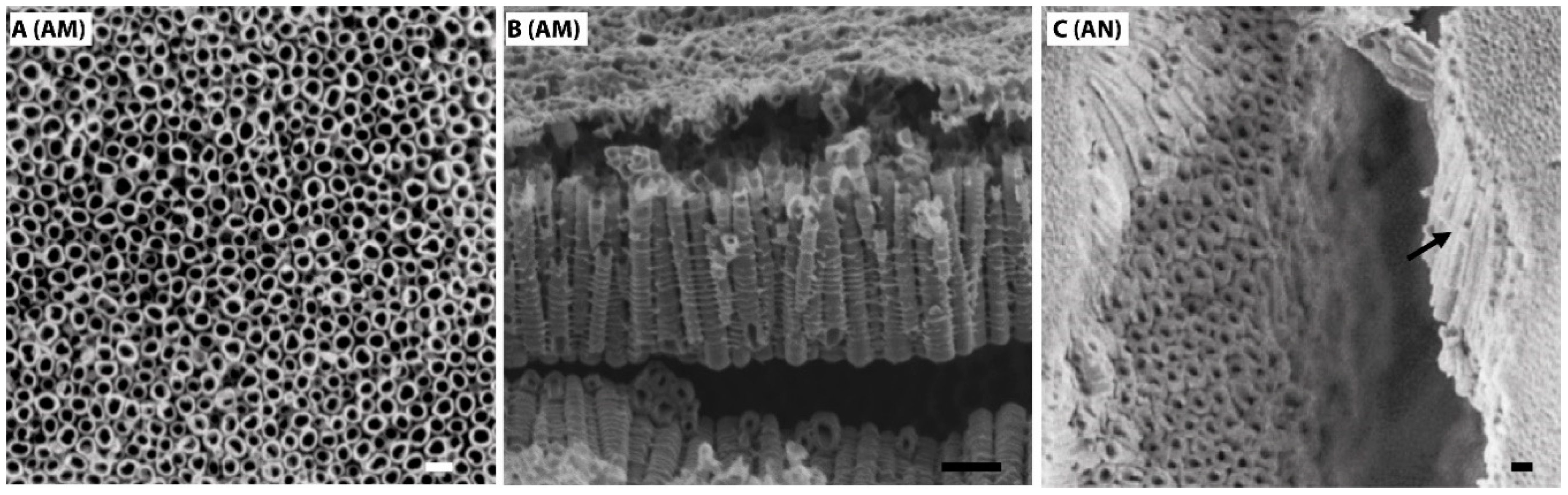 Nanomaterials 10 00320 g001 Nanomaterials 10 00320 g001