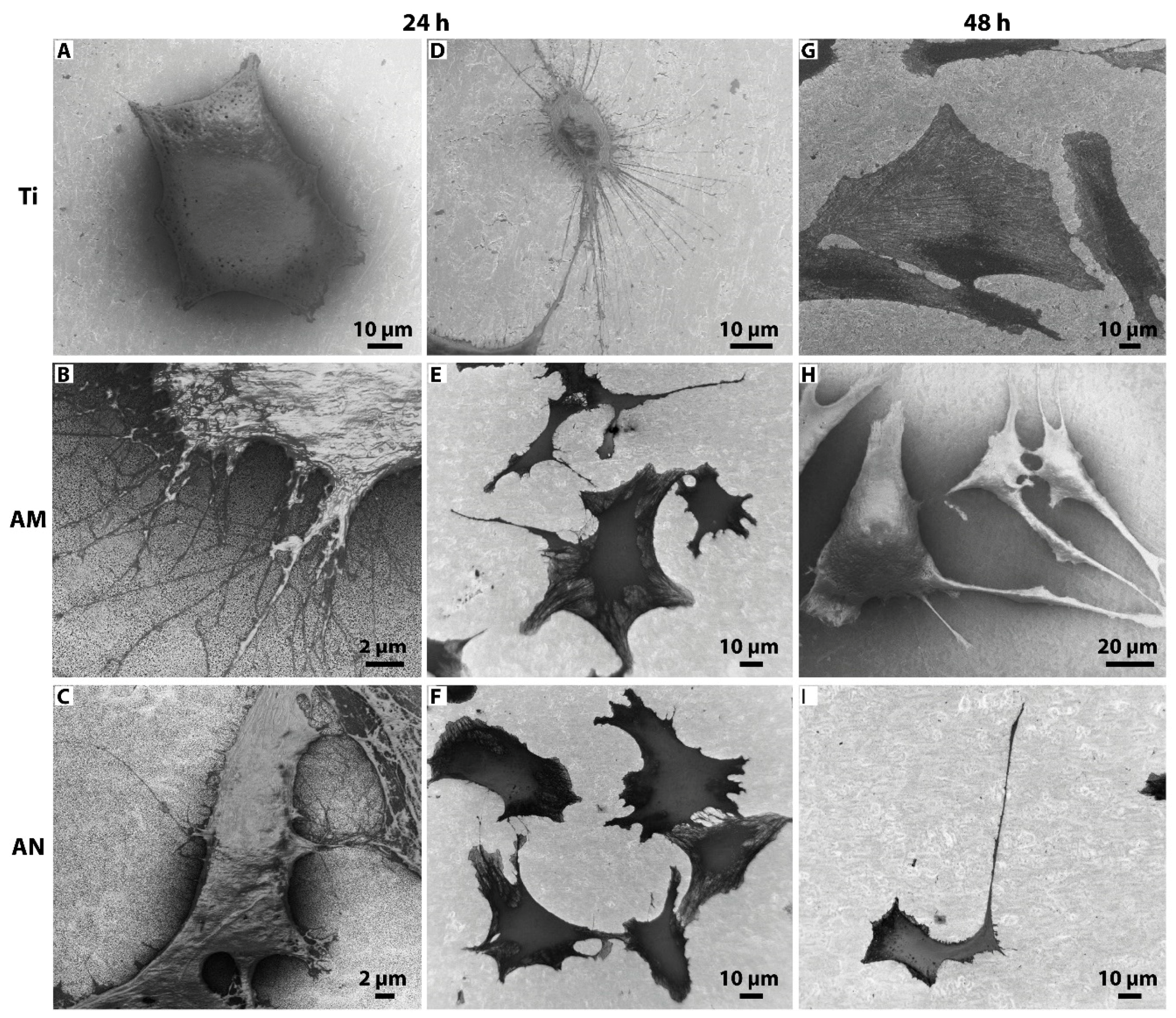 Nanomaterials 10 00320 g004 Nanomaterials 10 00320 g004