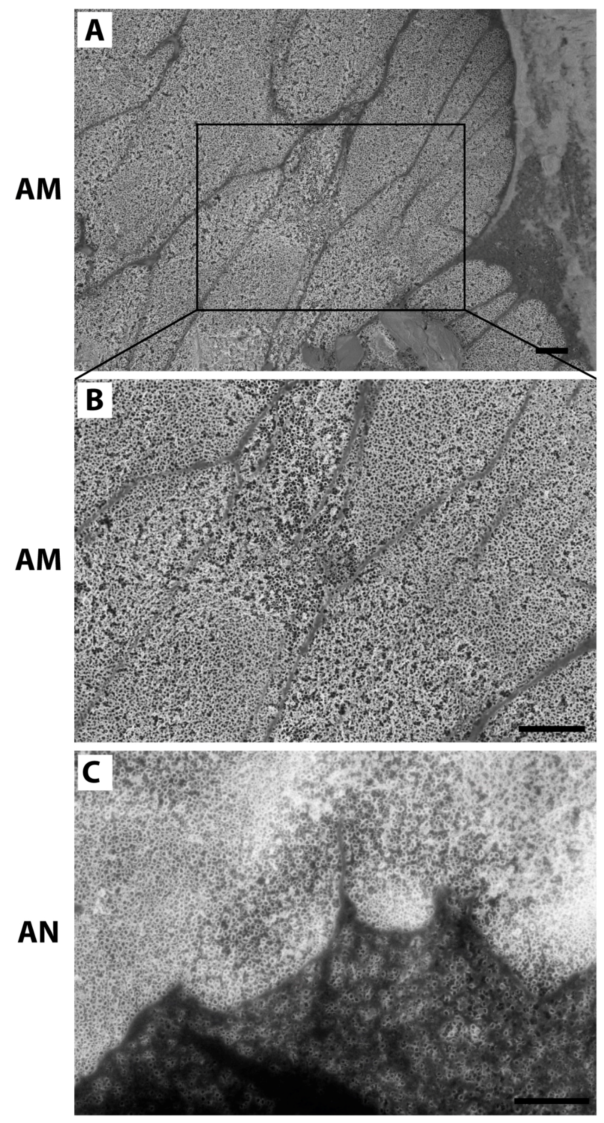 Nanomaterials 10 00320 g005 Nanomaterials 10 00320 g005