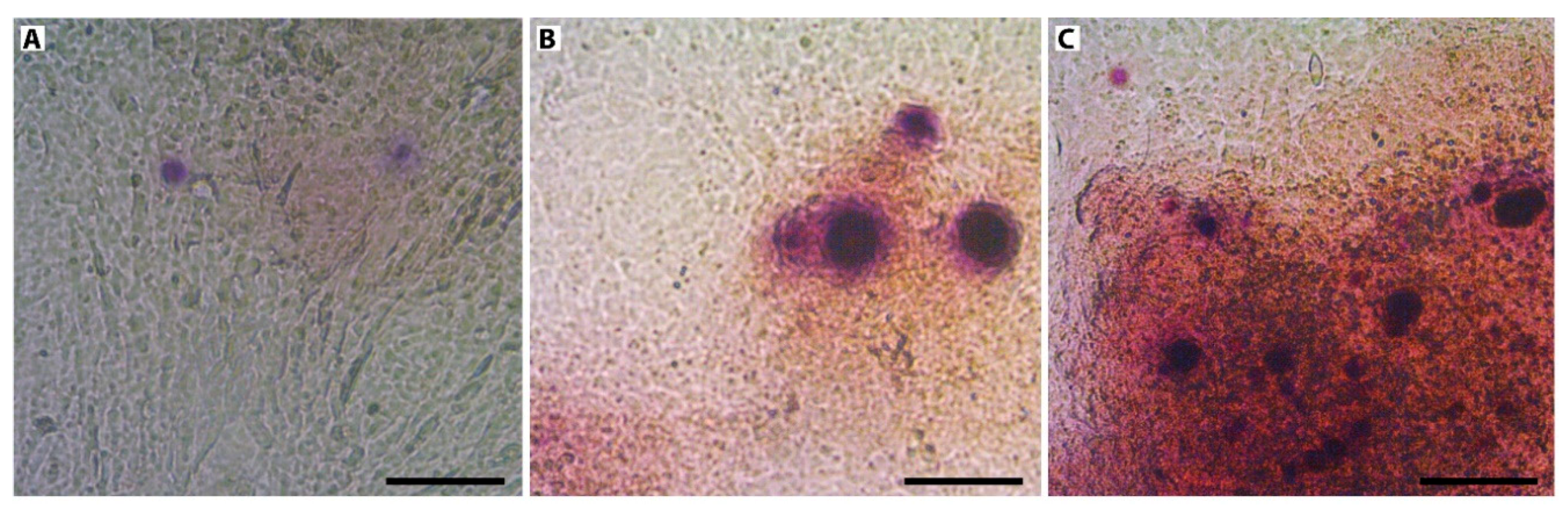 Nanomaterials 10 00320 g007 Nanomaterials 10 00320 g007