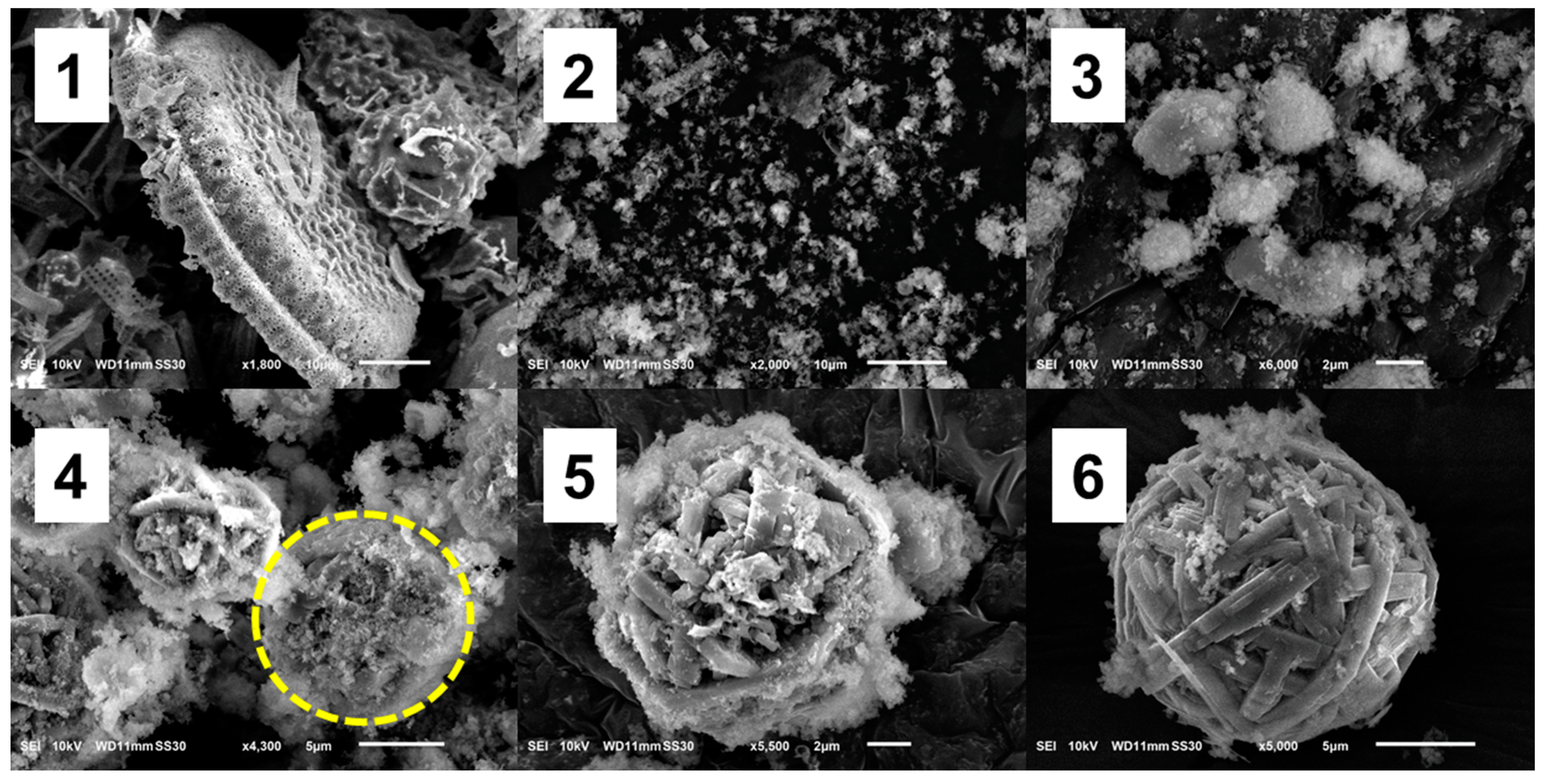 Nanomaterials 10 00339 g005
