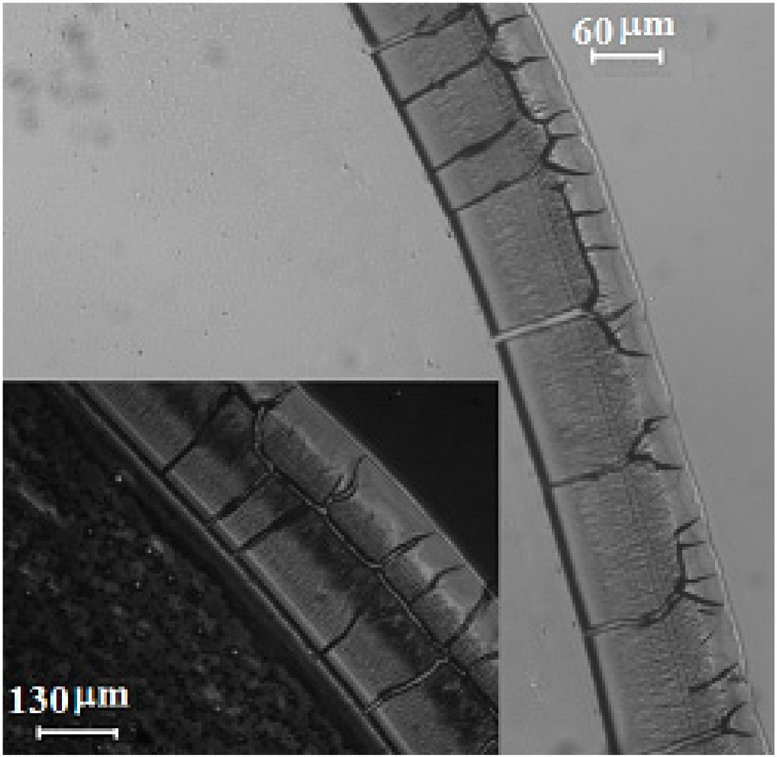 Nanomaterials 10 00397 g007