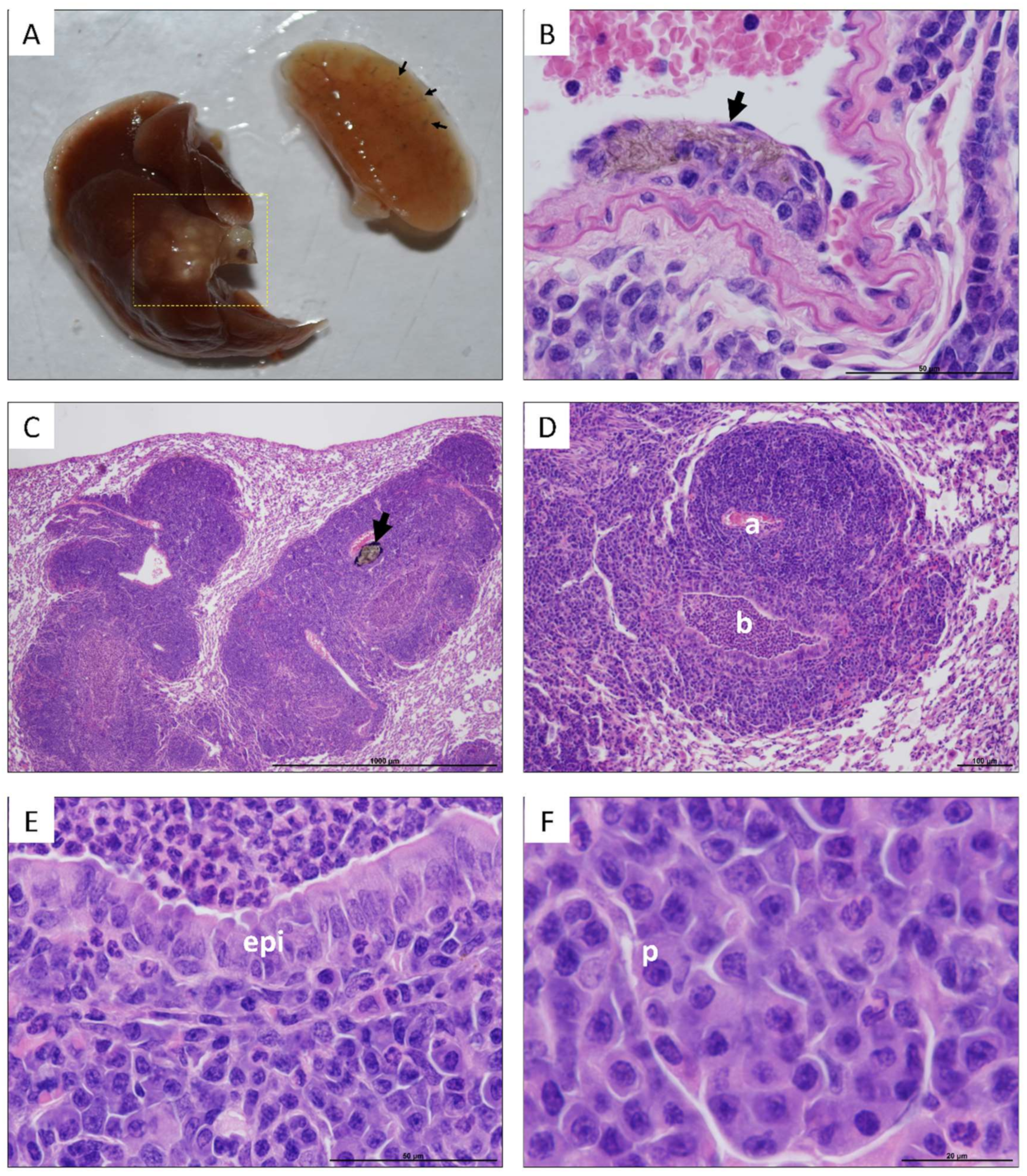 Nanomaterials 10 00400 g003