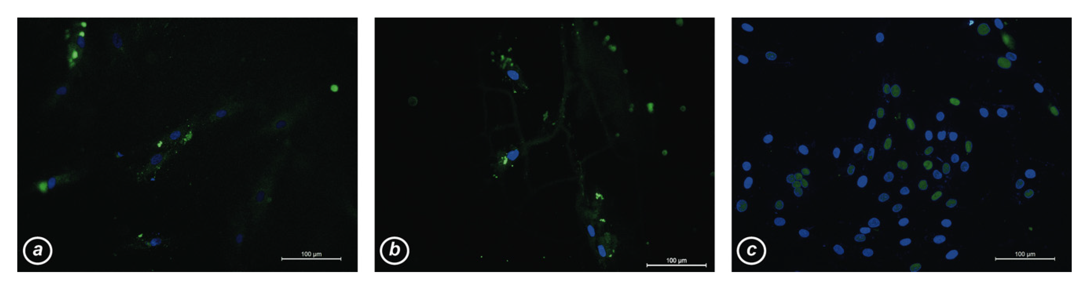 Nanomaterials 10 00415 g004