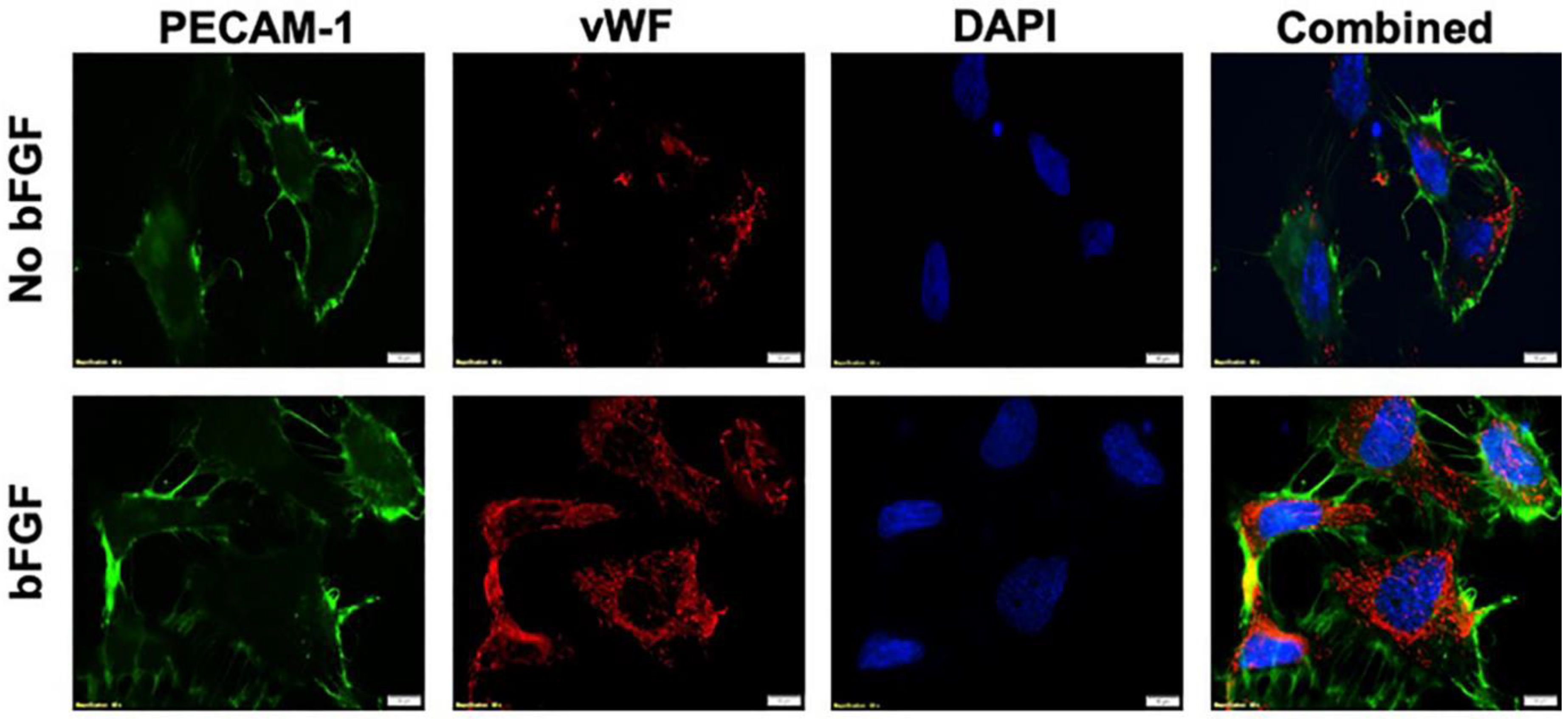 Nanomaterials 10 00581 g002