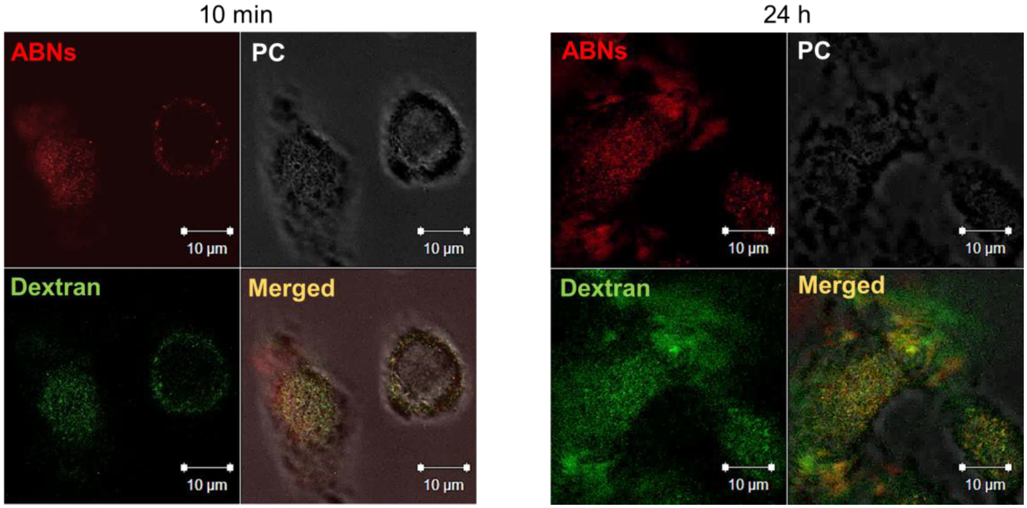 Nanomaterials 10 00612 g004 Nanomaterials 10 00612 g004
