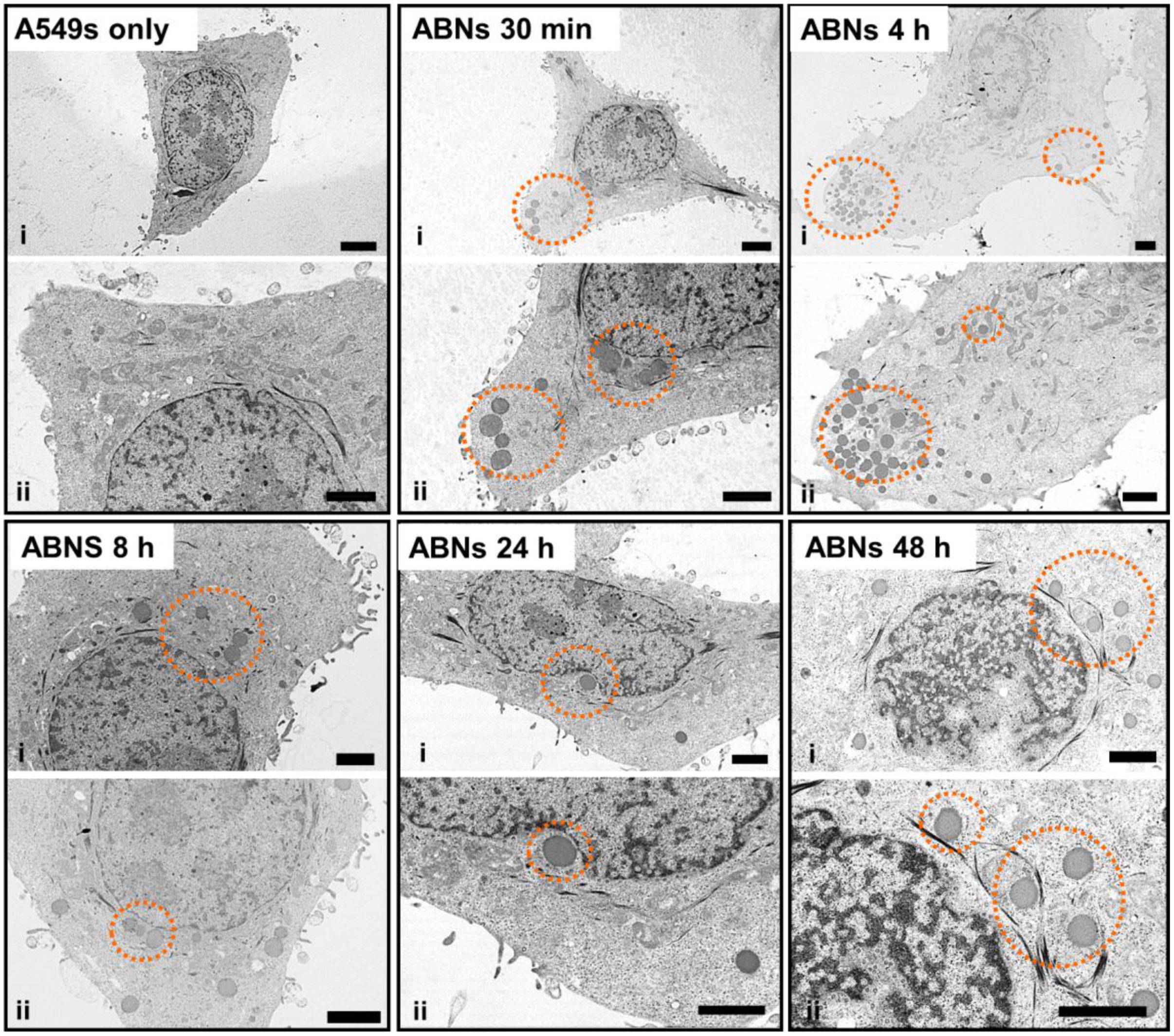 Nanomaterials 10 00612 g005 Nanomaterials 10 00612 g005