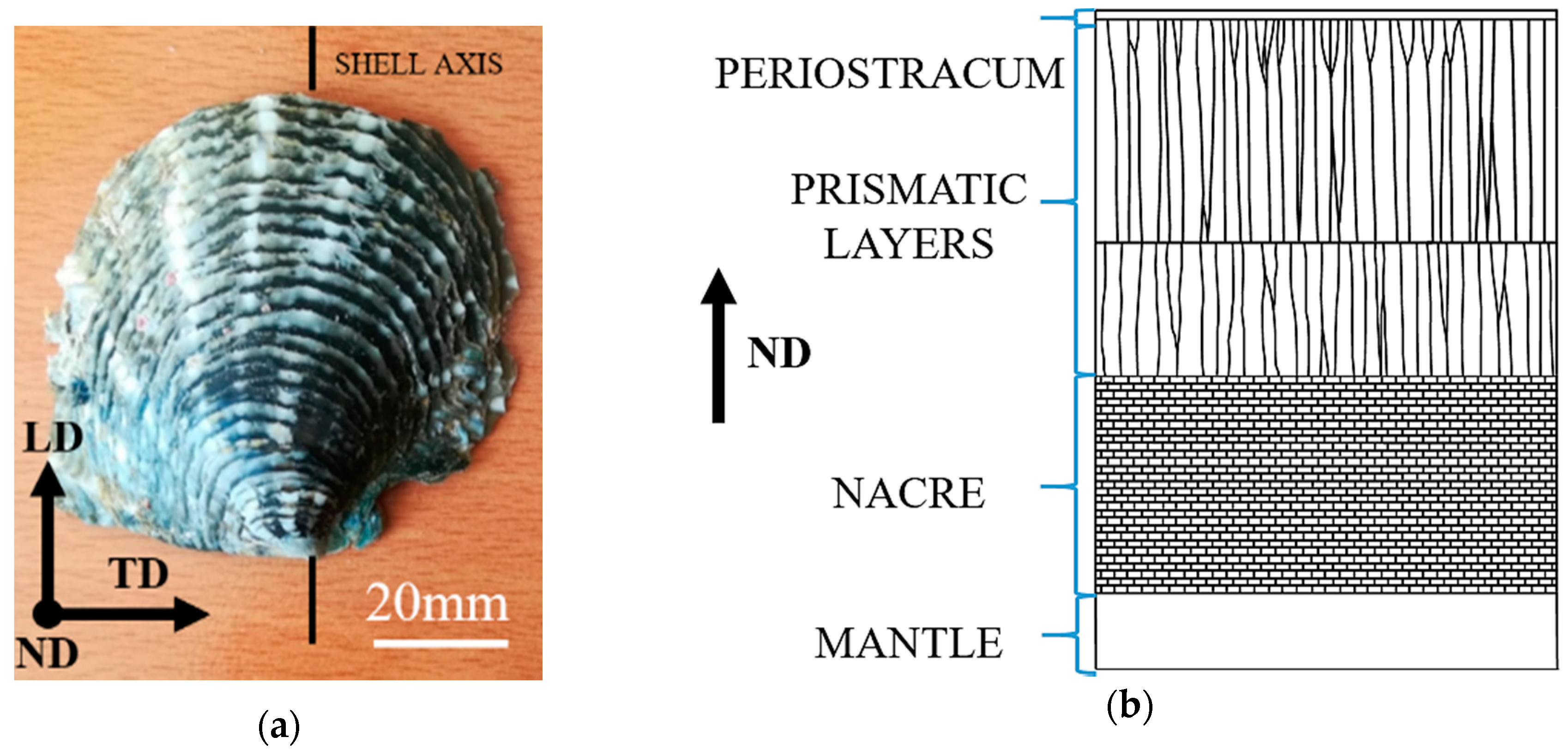 Nanomaterials 10 00634 g001